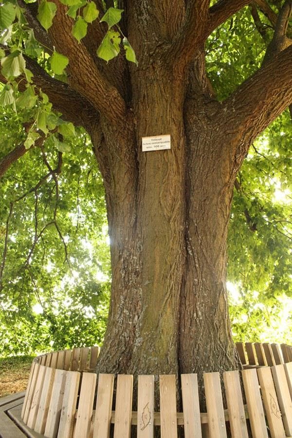 Arbre remarquable