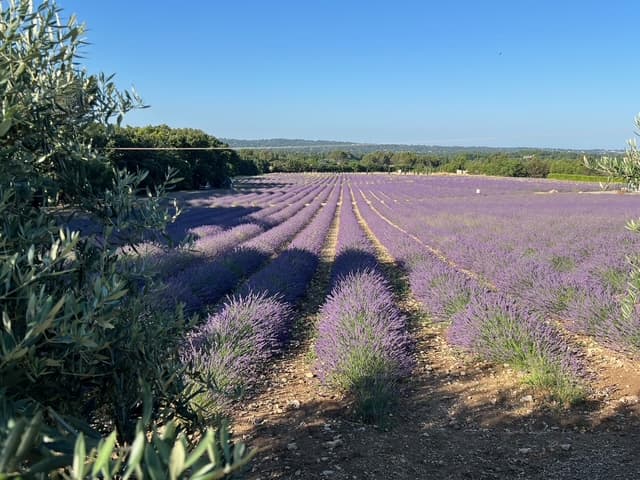 Le Lavandin