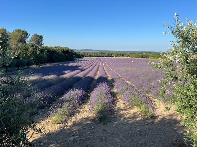 Le Lavandin