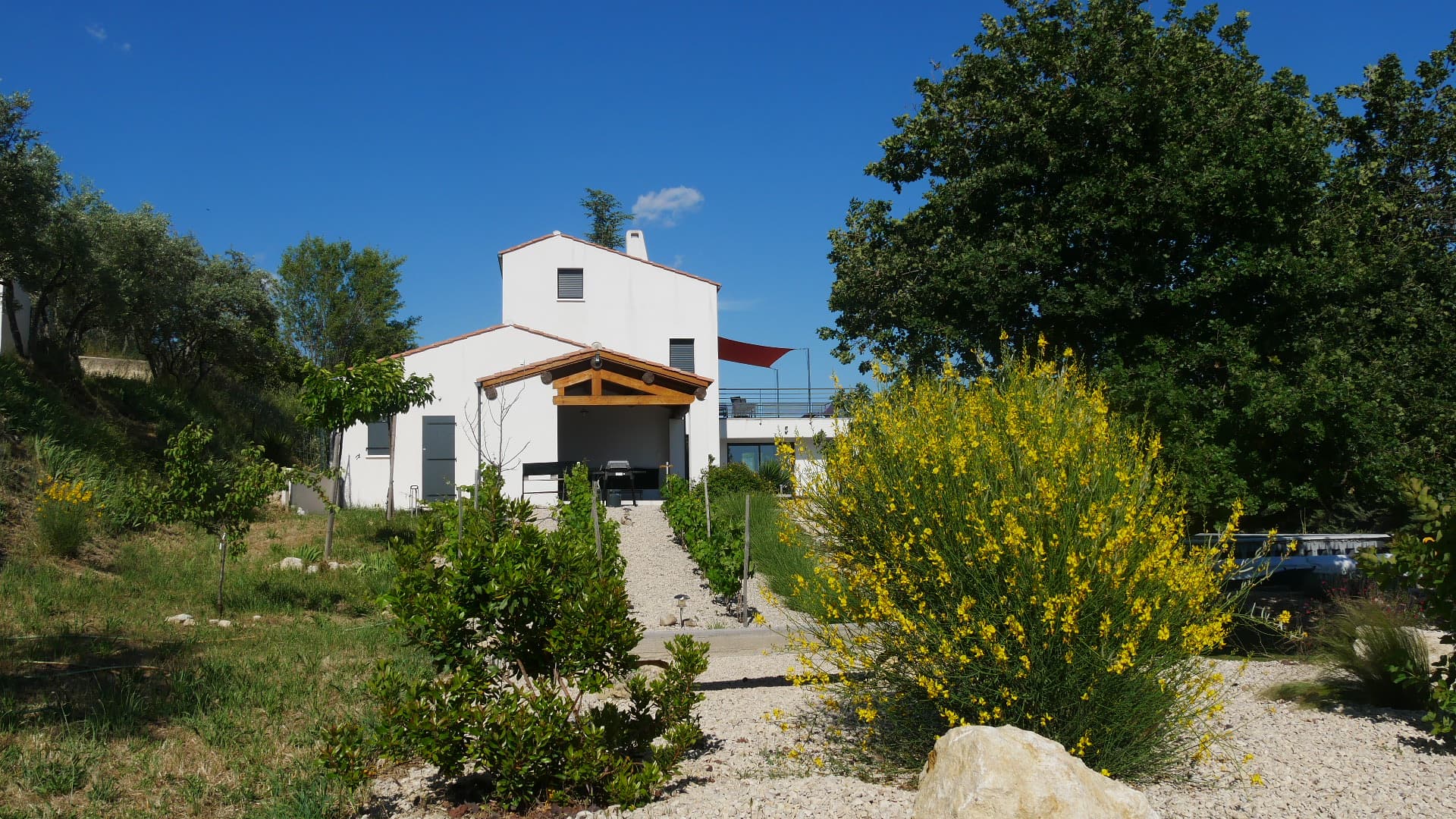 Tsano verde