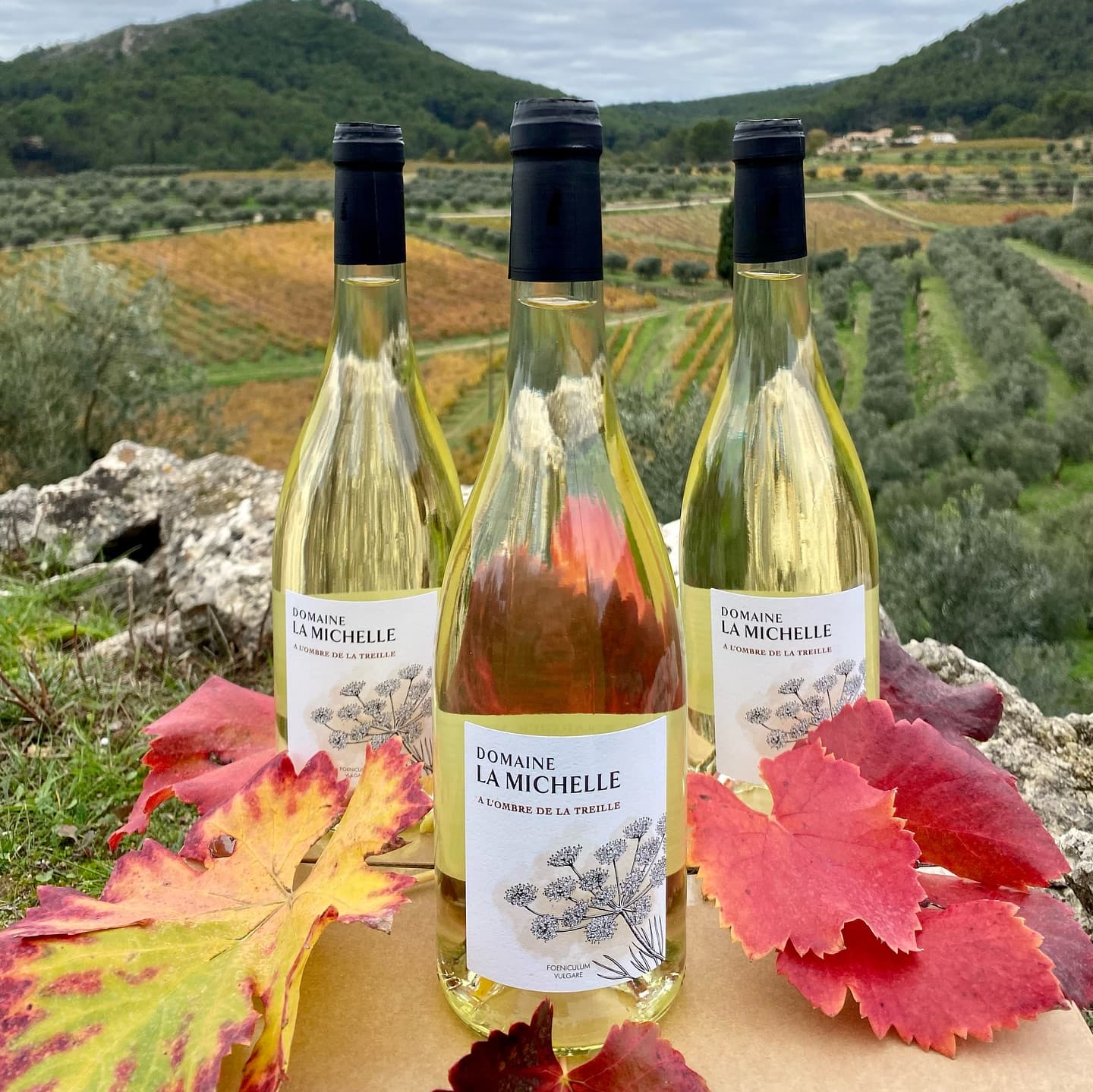 Domaine la Michelle - Nelly & Jean-François Margier_Auriol