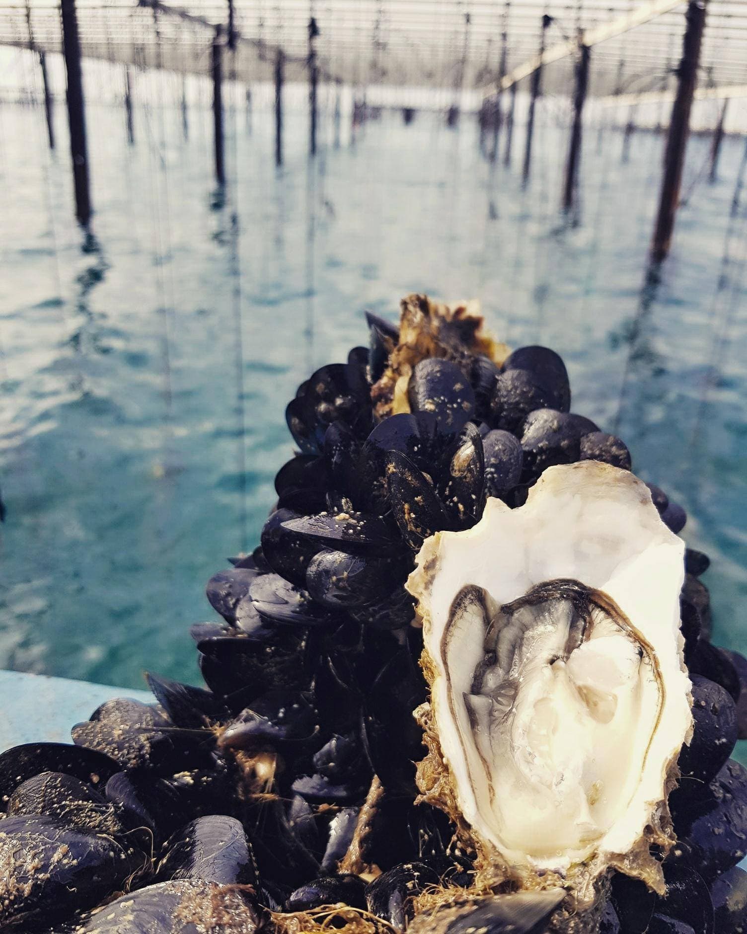 Huître Perle de Camargue