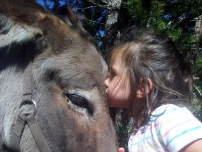 calin avec une âne