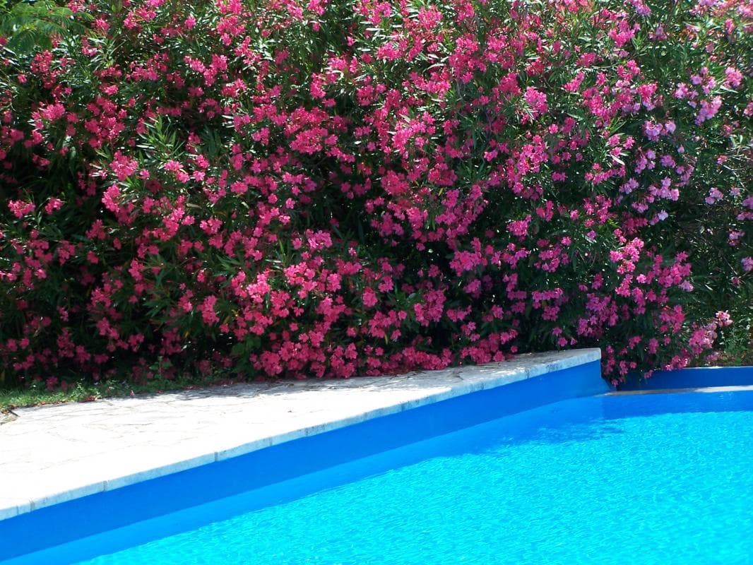 LA GLYCINE