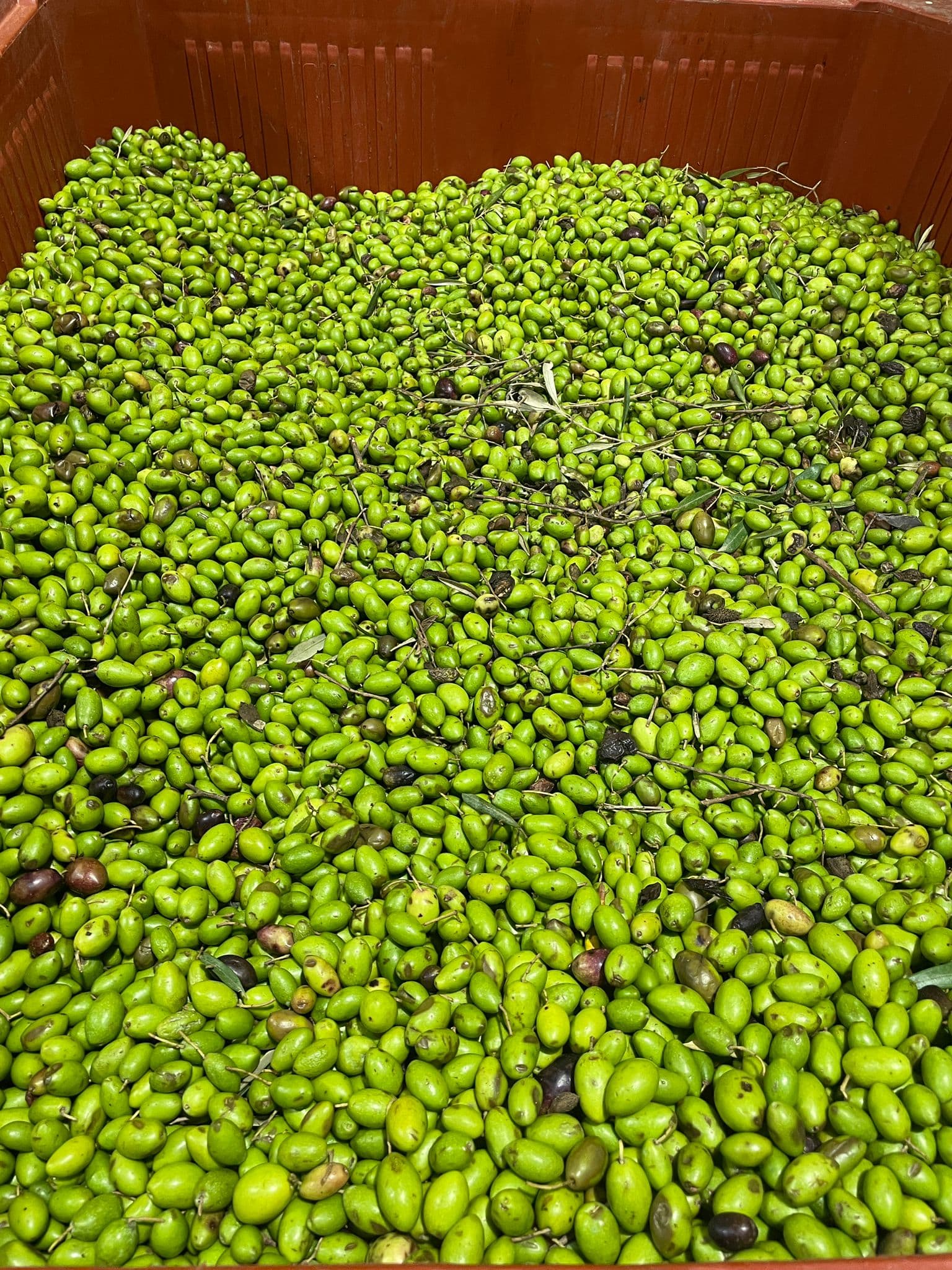 Découverte de la transformation des olives au Moulin à Huile Leydier_Istres