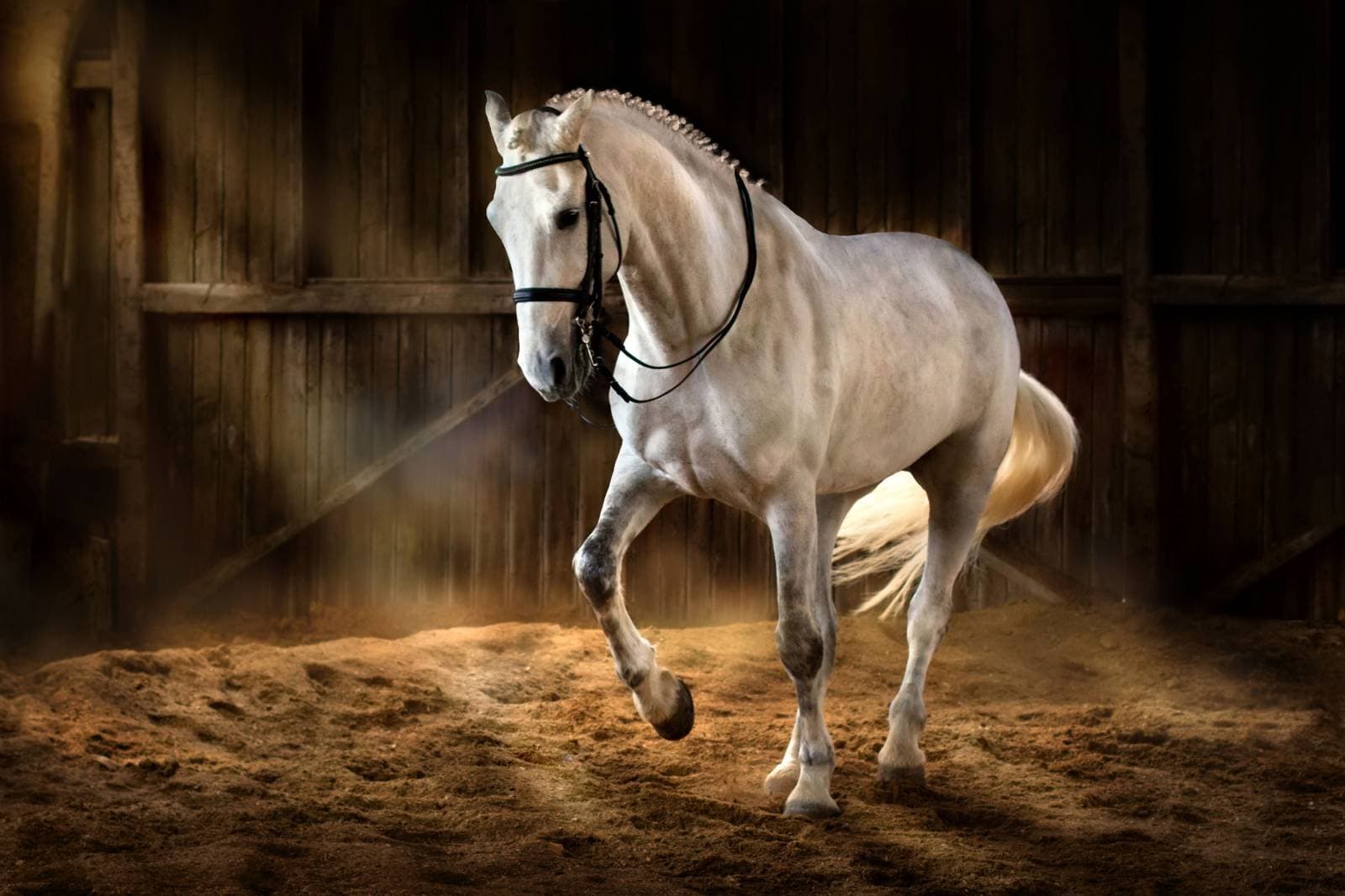 Cheval