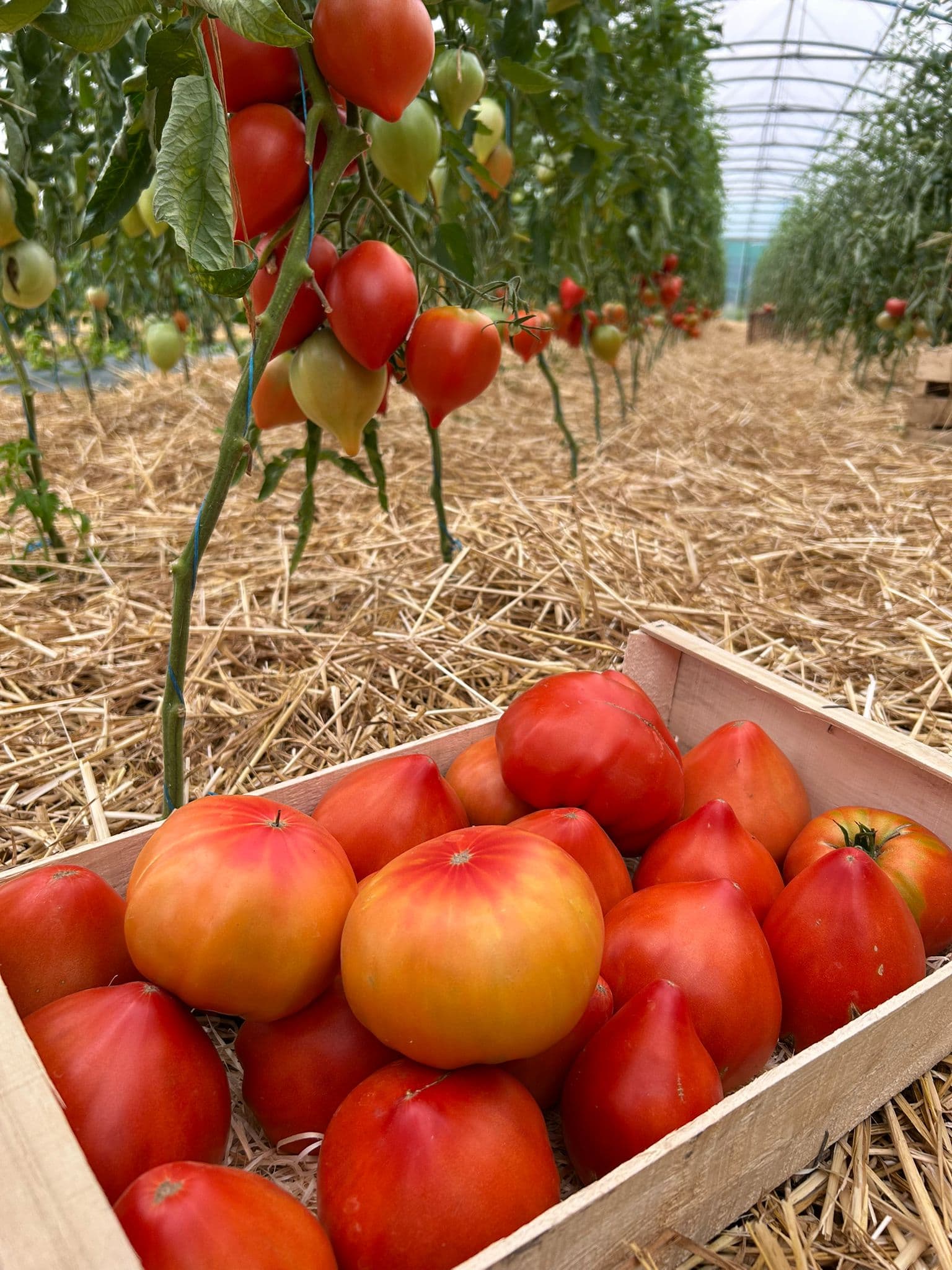 Tomates_Juillet 2025