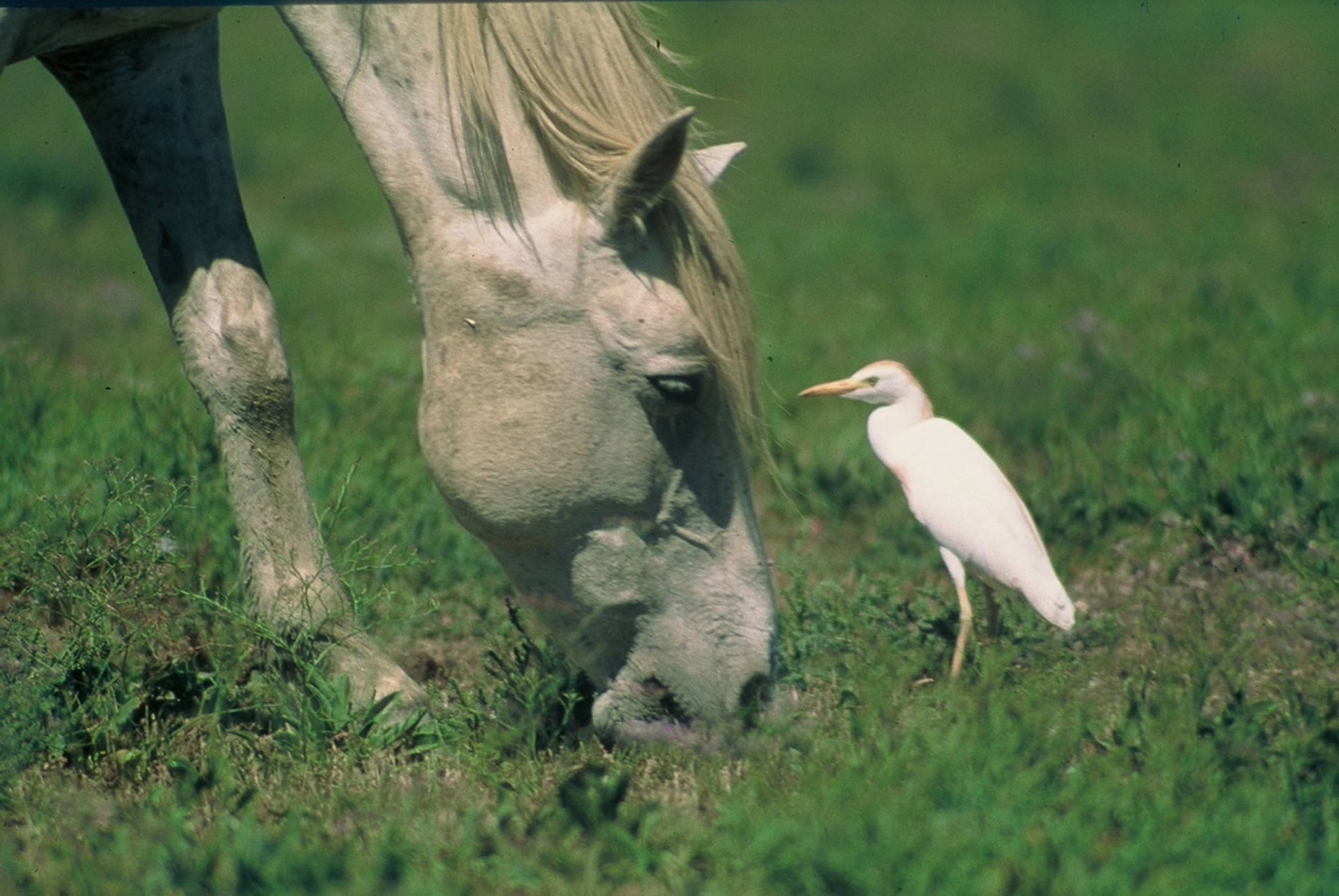 ARLES - Autour du riz et des chevaux de Camargue à vélo
