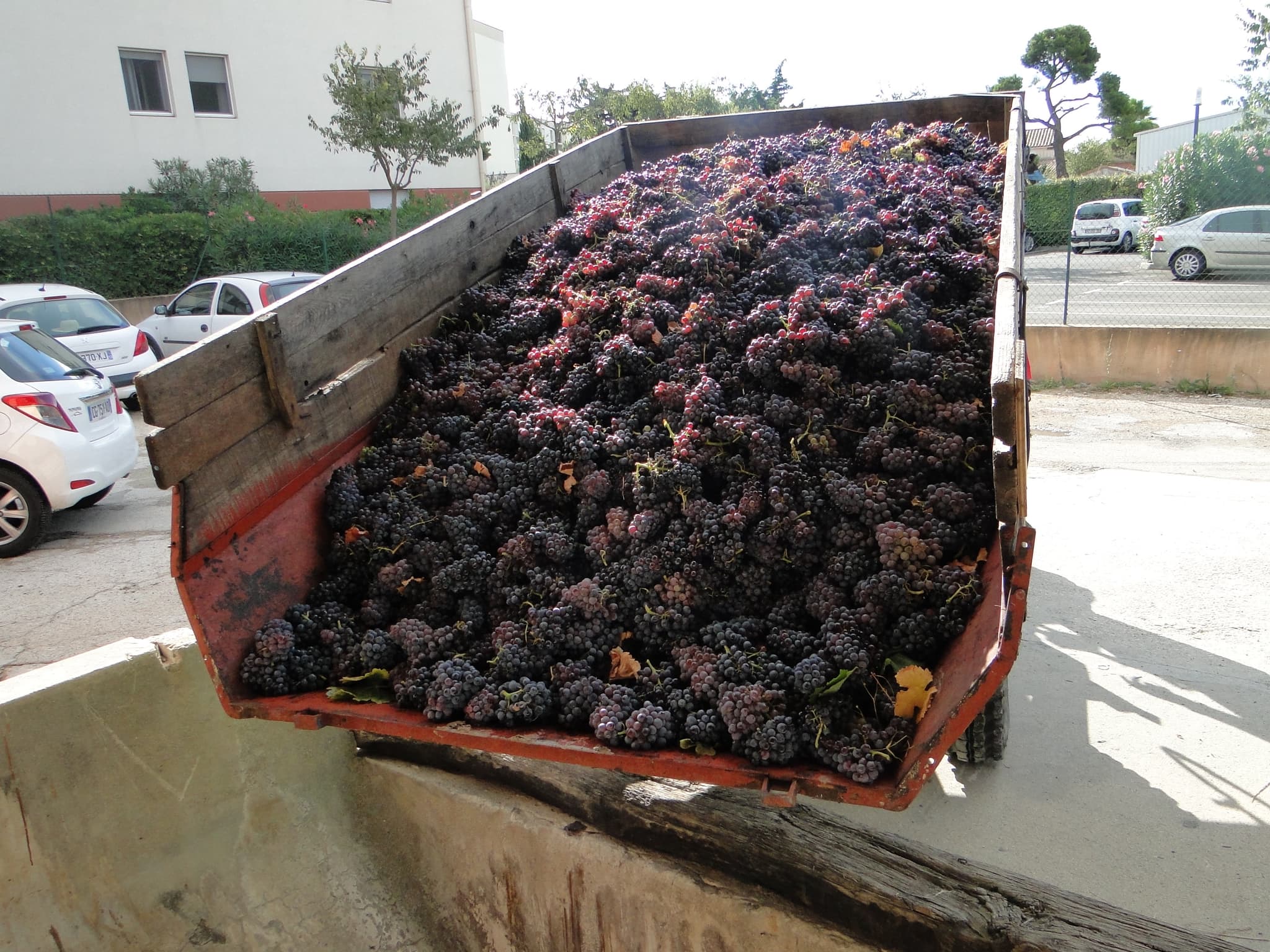Les vignerons de Mistral