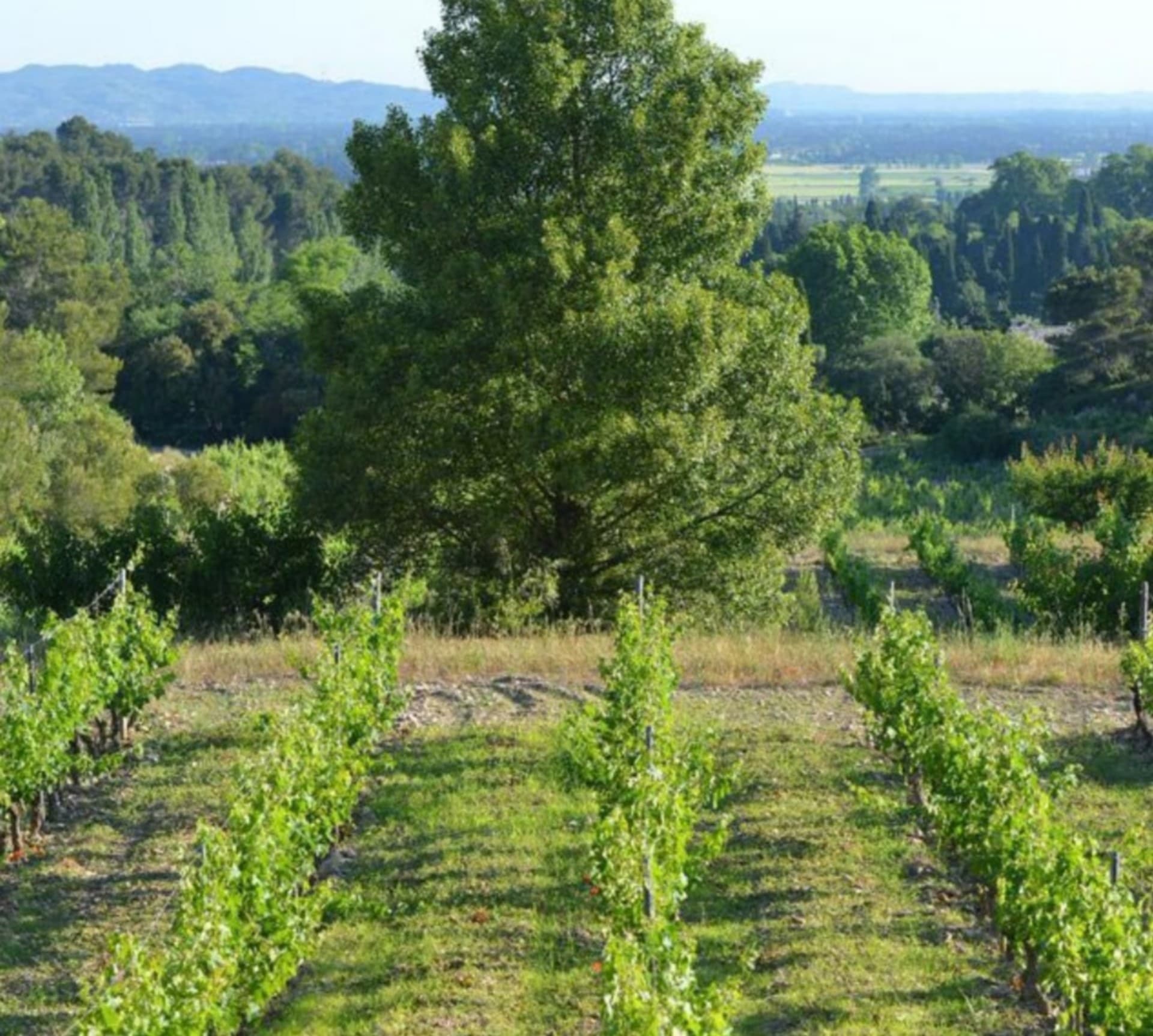 Domaine Trevallon
