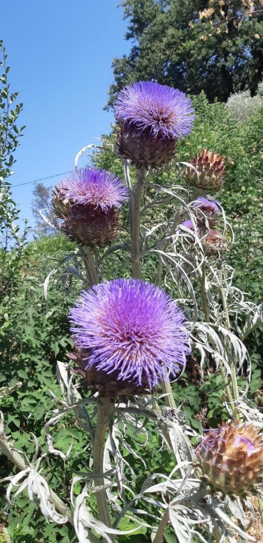 ECOLIEU des Espillieres