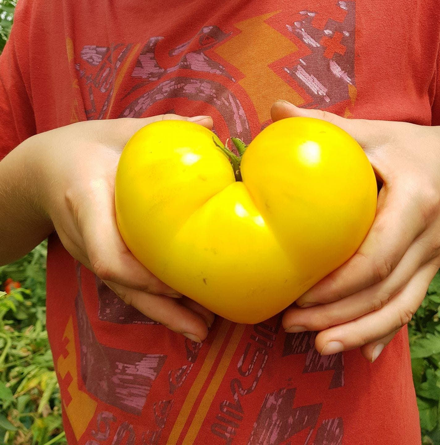 Ma Saison Légumes "Gozzerino" Agriculture Biologique