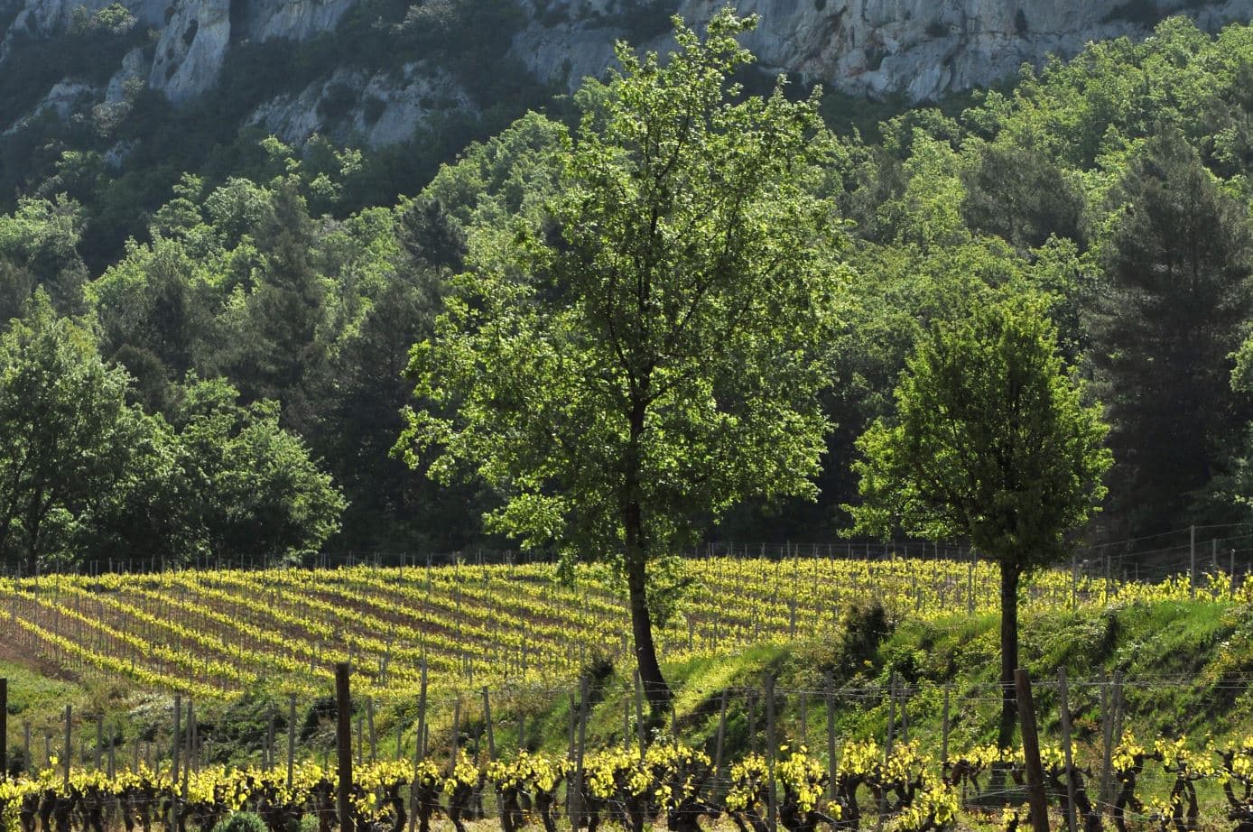 vignes