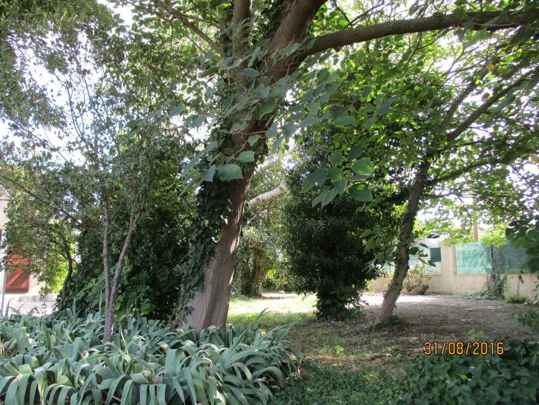 Sophora