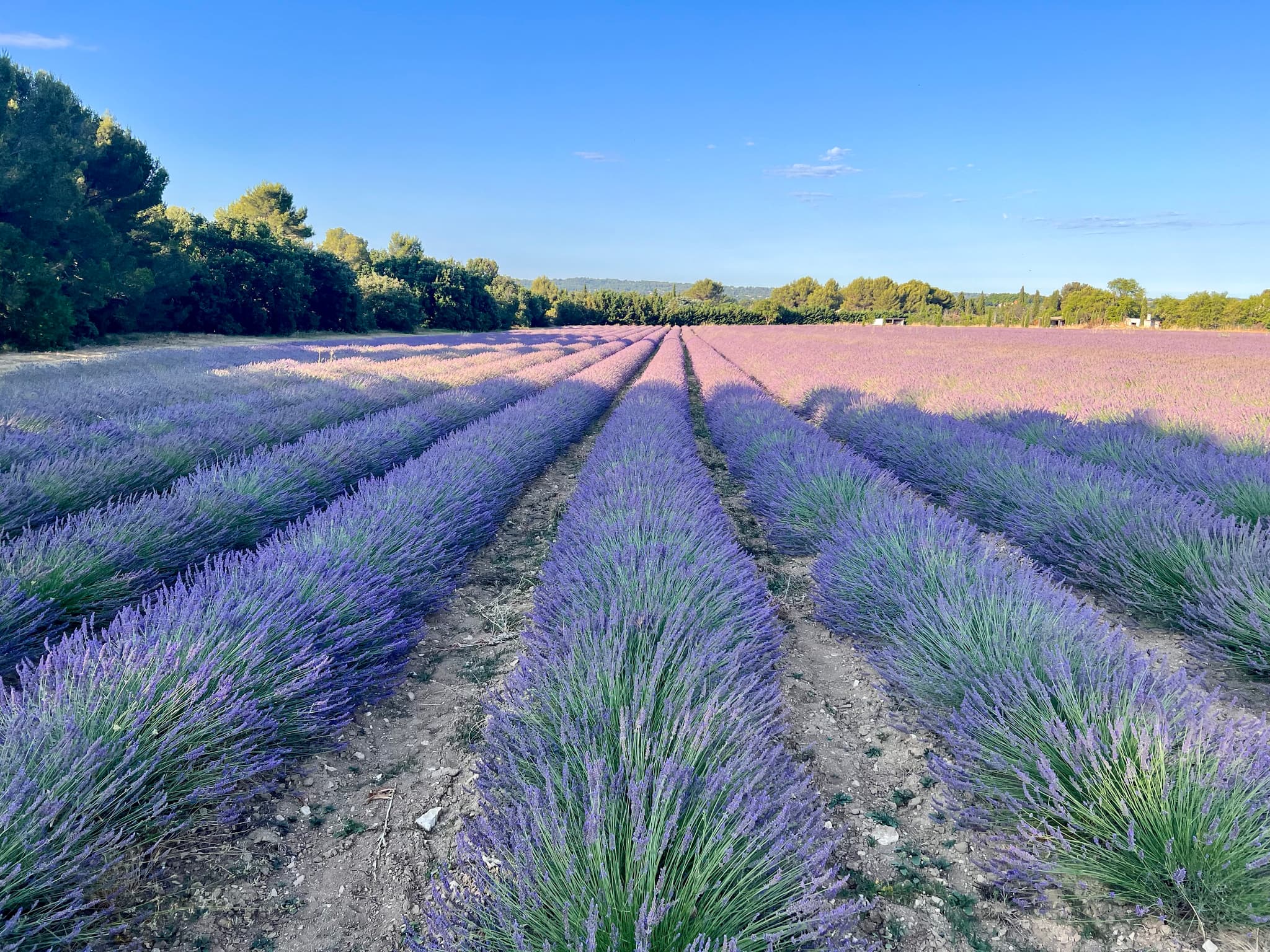 Le Lavandin
