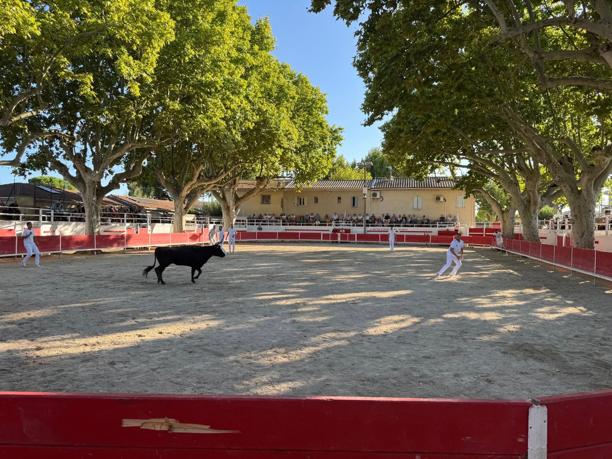 Course de vaches cocardières_Graveson