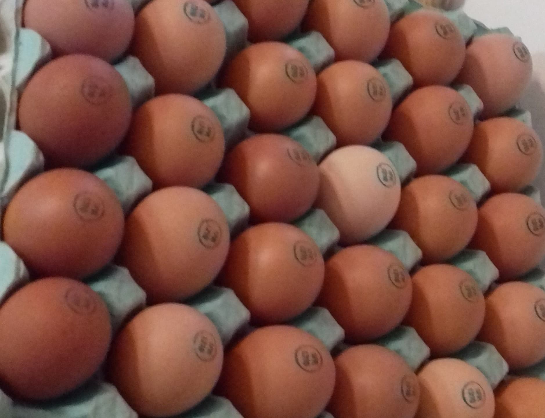 Le_Mas_des_Agriculteurs_COPPAS_oeufs