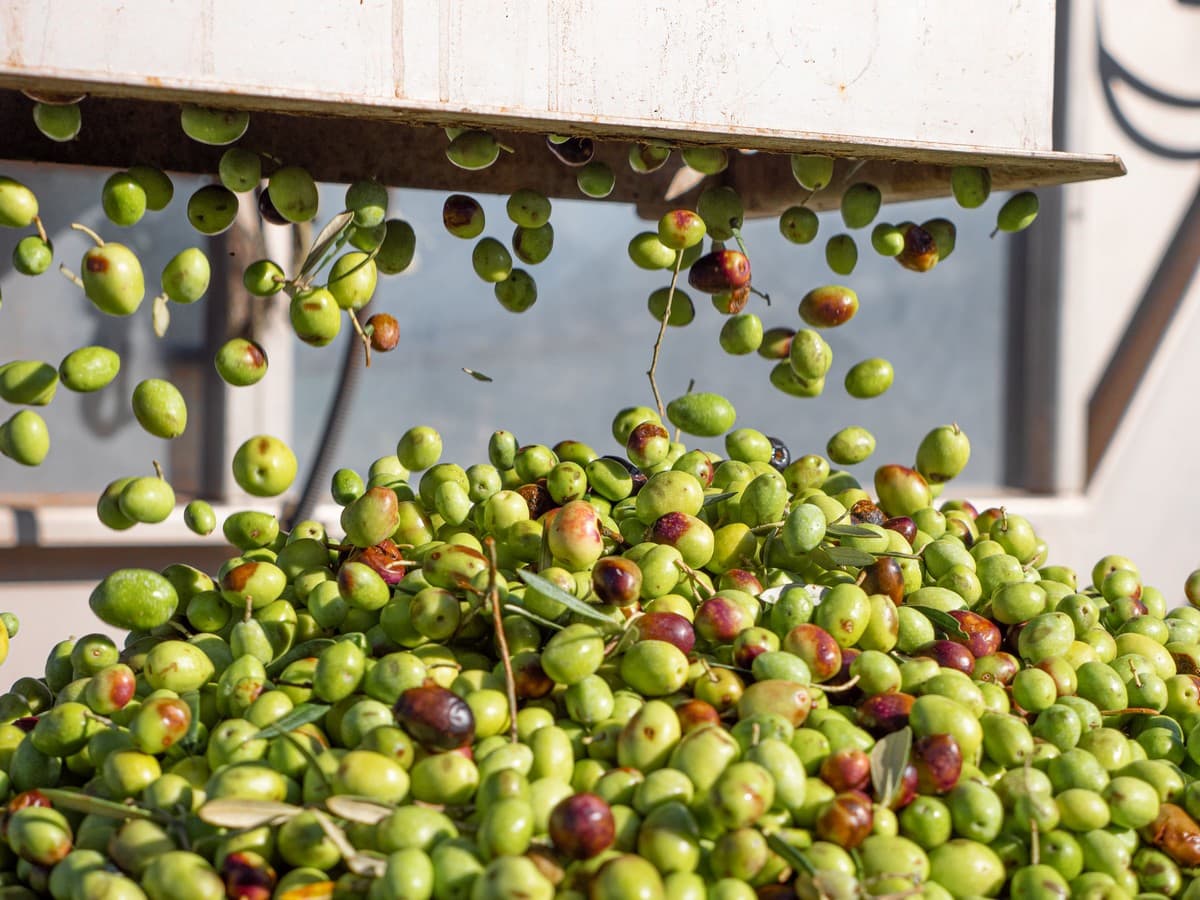 Moulin Cornille olives