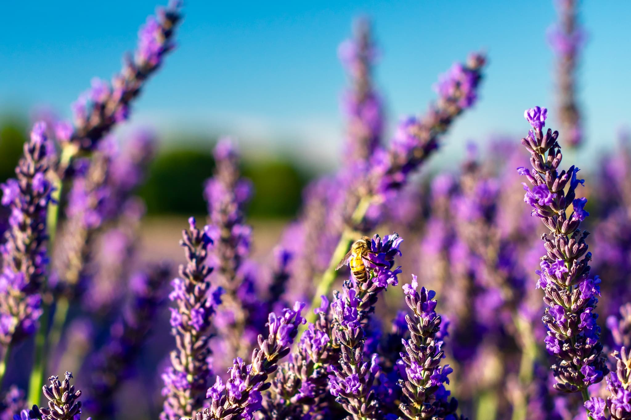 Abeille