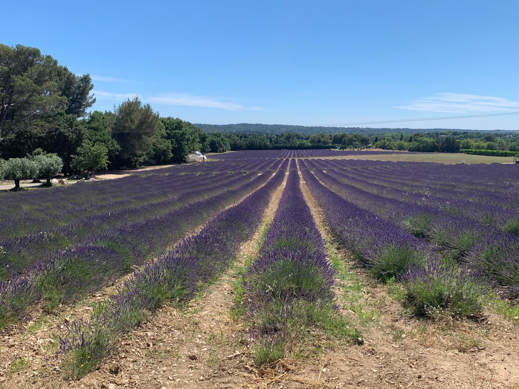 Le Lavandin