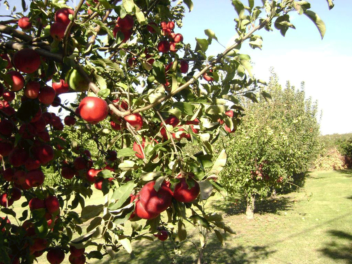La Gourmandine