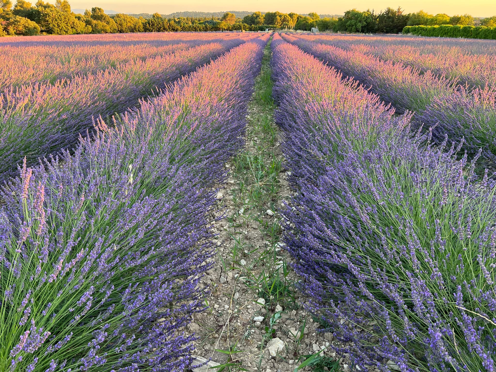 Le Lavandin