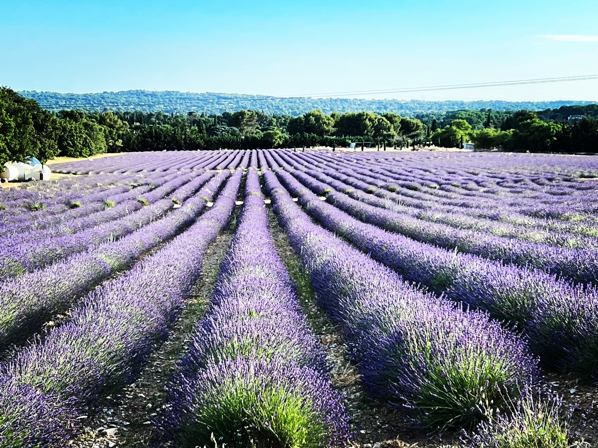 Le Lavandin