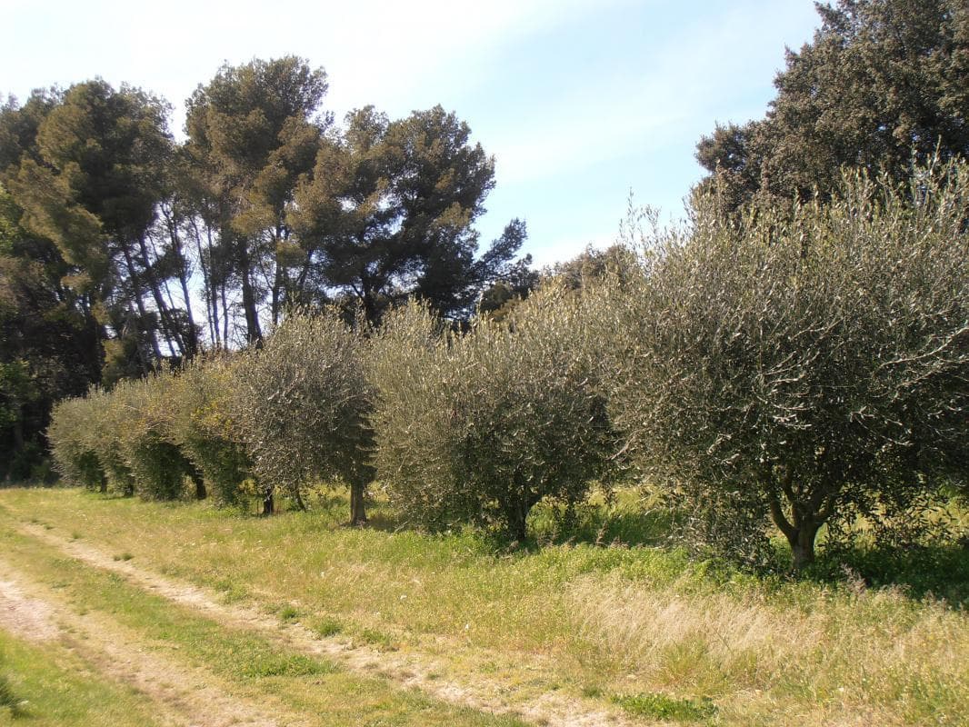 L'Amandier