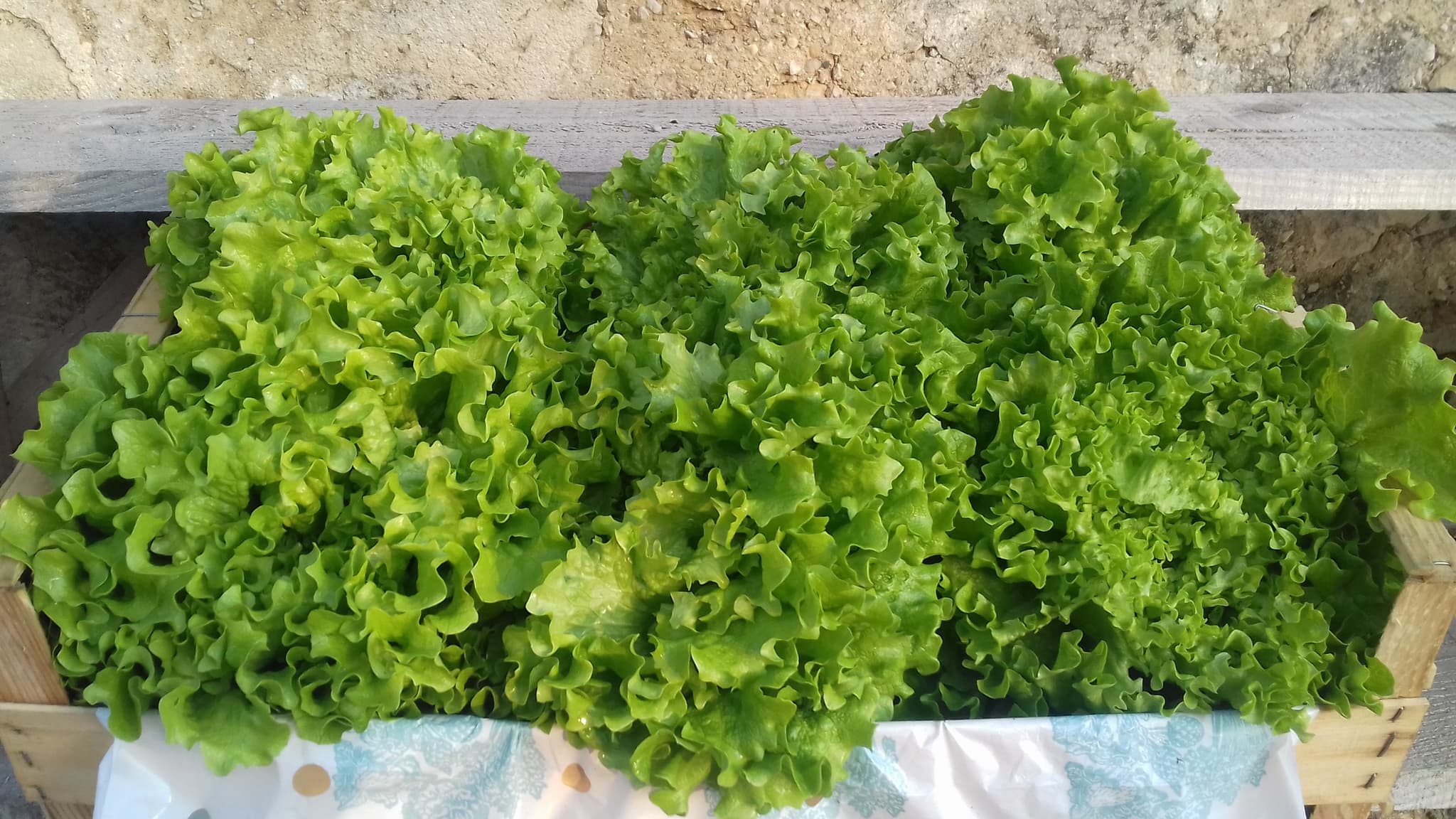 Le_Mas_des_Agriculteurs_COPPAS_salades