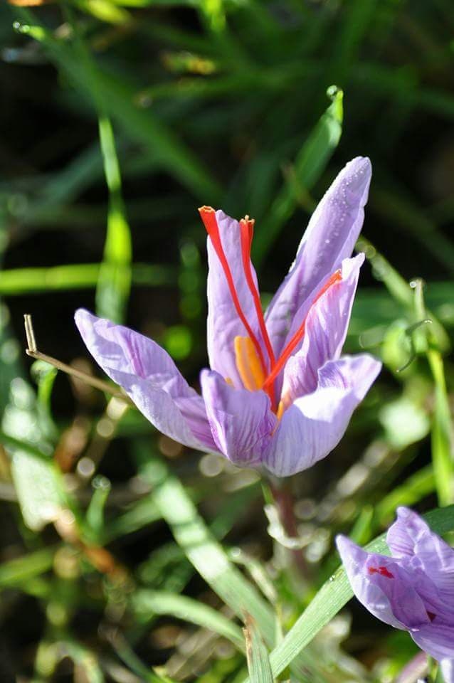 Terra T'Air - Safran de Provence