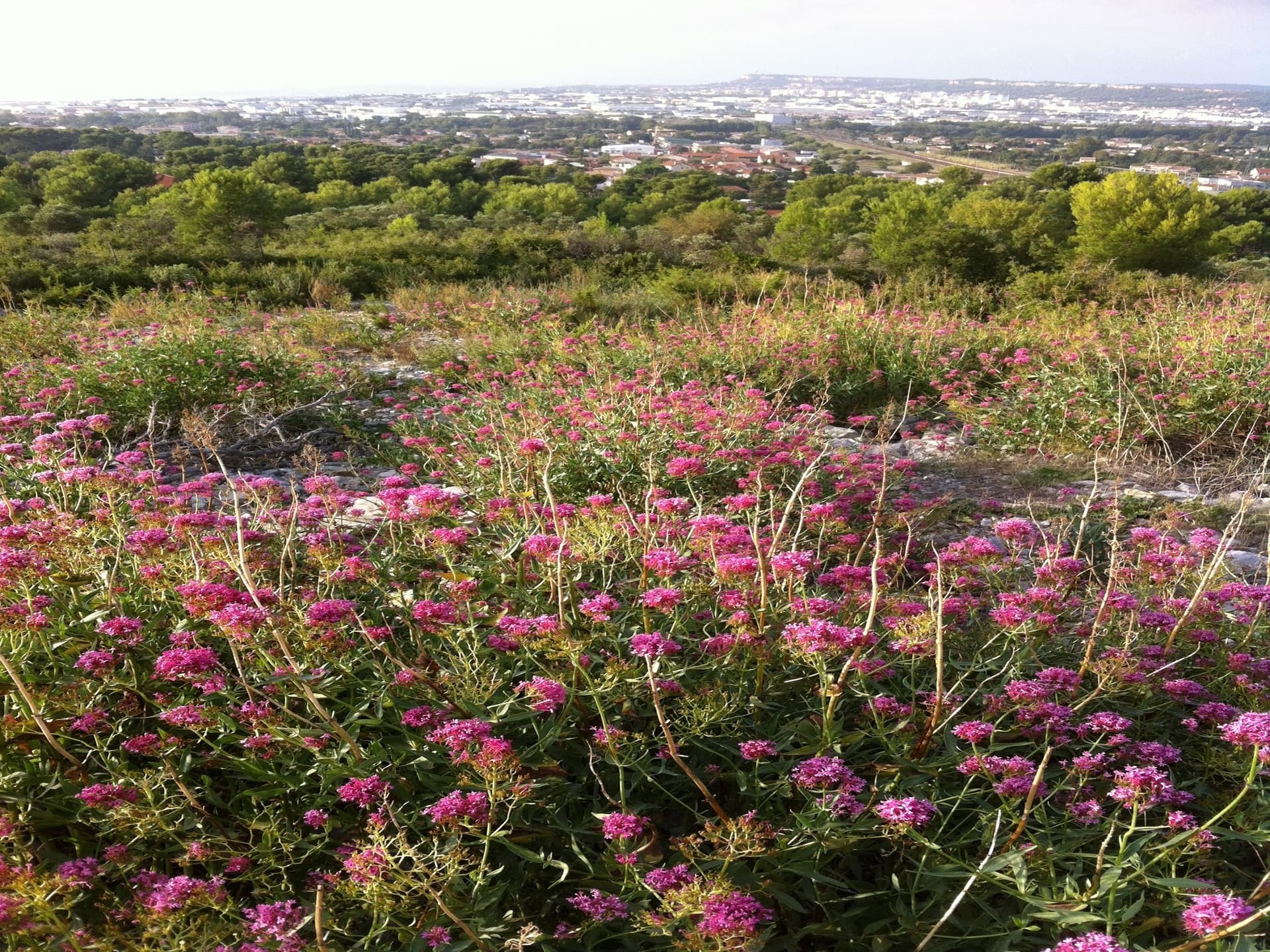 Colline Notre-Dame