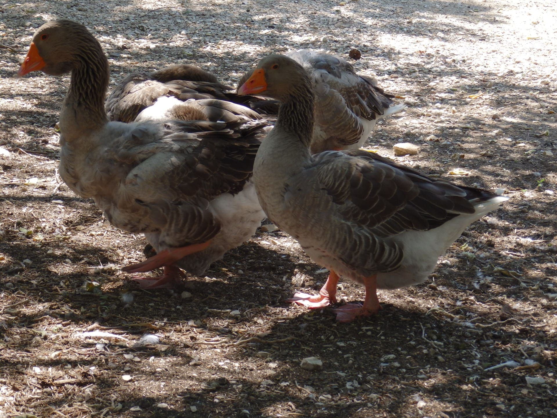 Ferme pédagogique du Parc de Figuerolles_Martigues