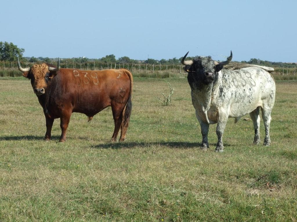 Auberges des Plaines - Ratis_Saintes-Maries-de-la-Mer