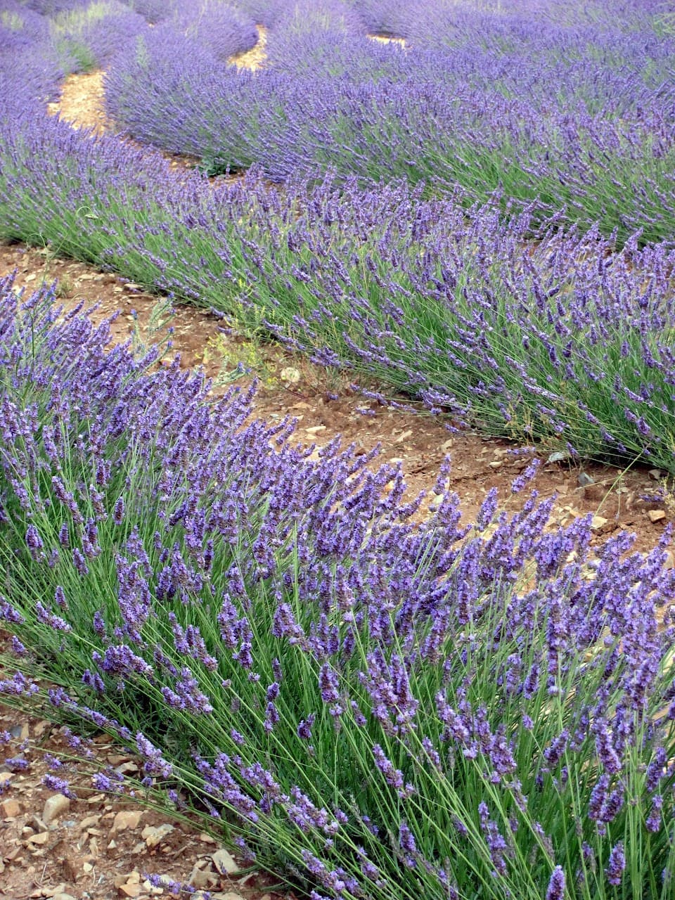 Distillerie Sainte-Victoire