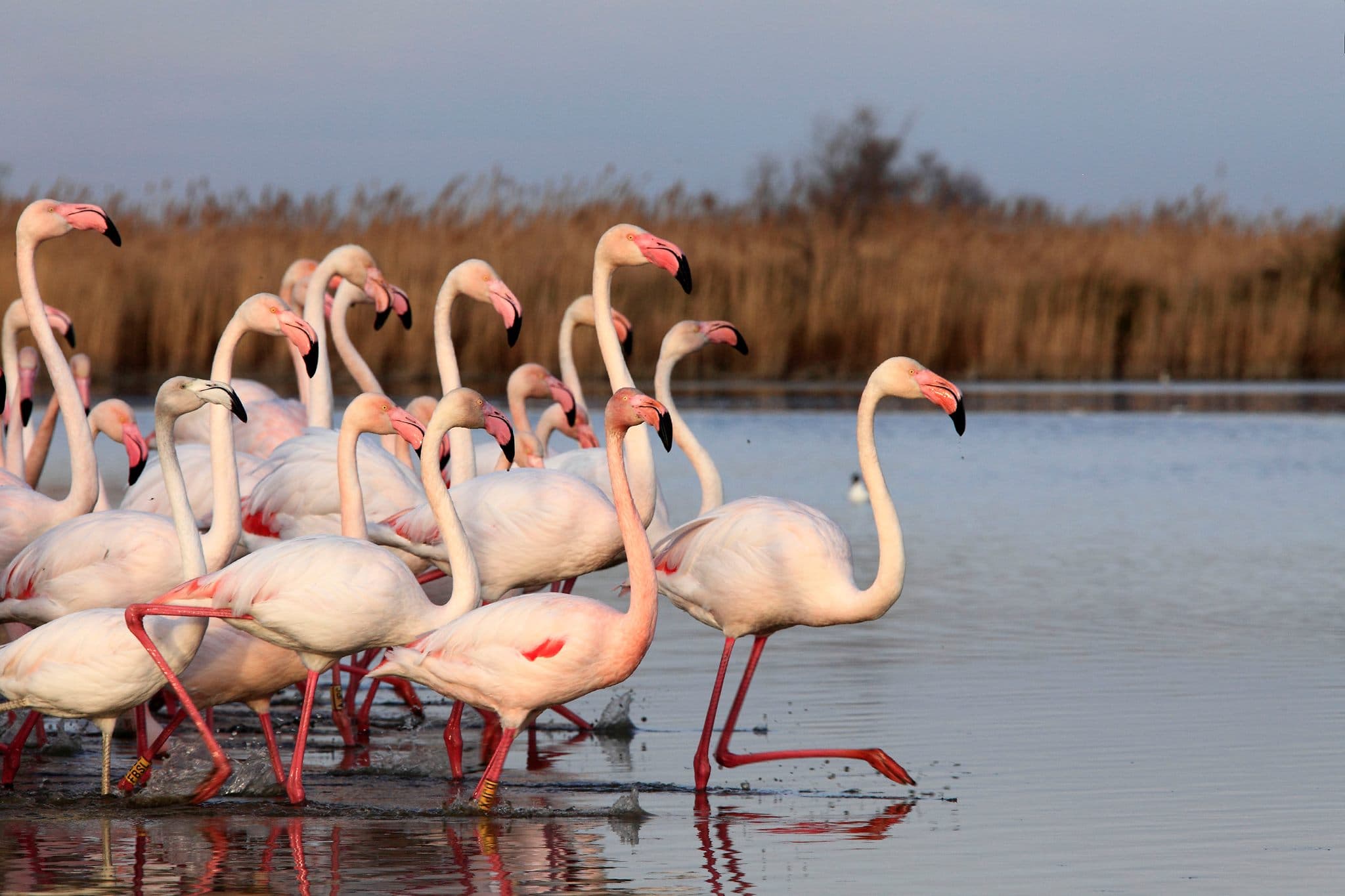 Parc ornithologique de Pont de Gau_Saintes-Maries-de-la-Mer