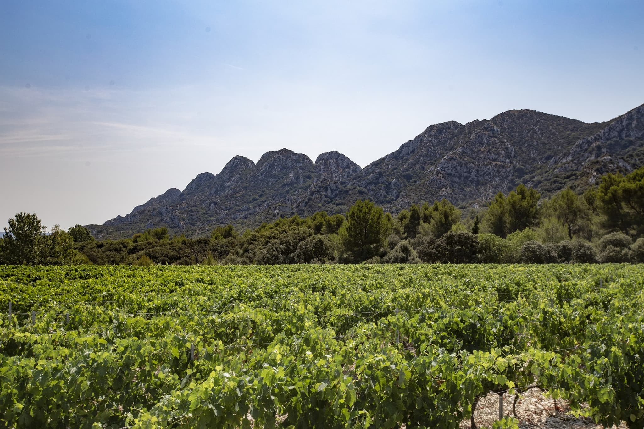 Chateau Romanin vue Alpilles