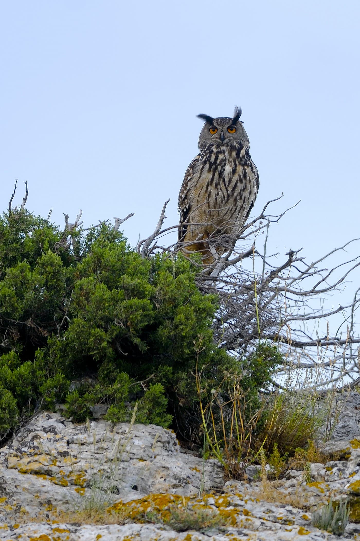 Bureau des guides naturalistes Aigle de Bonelli