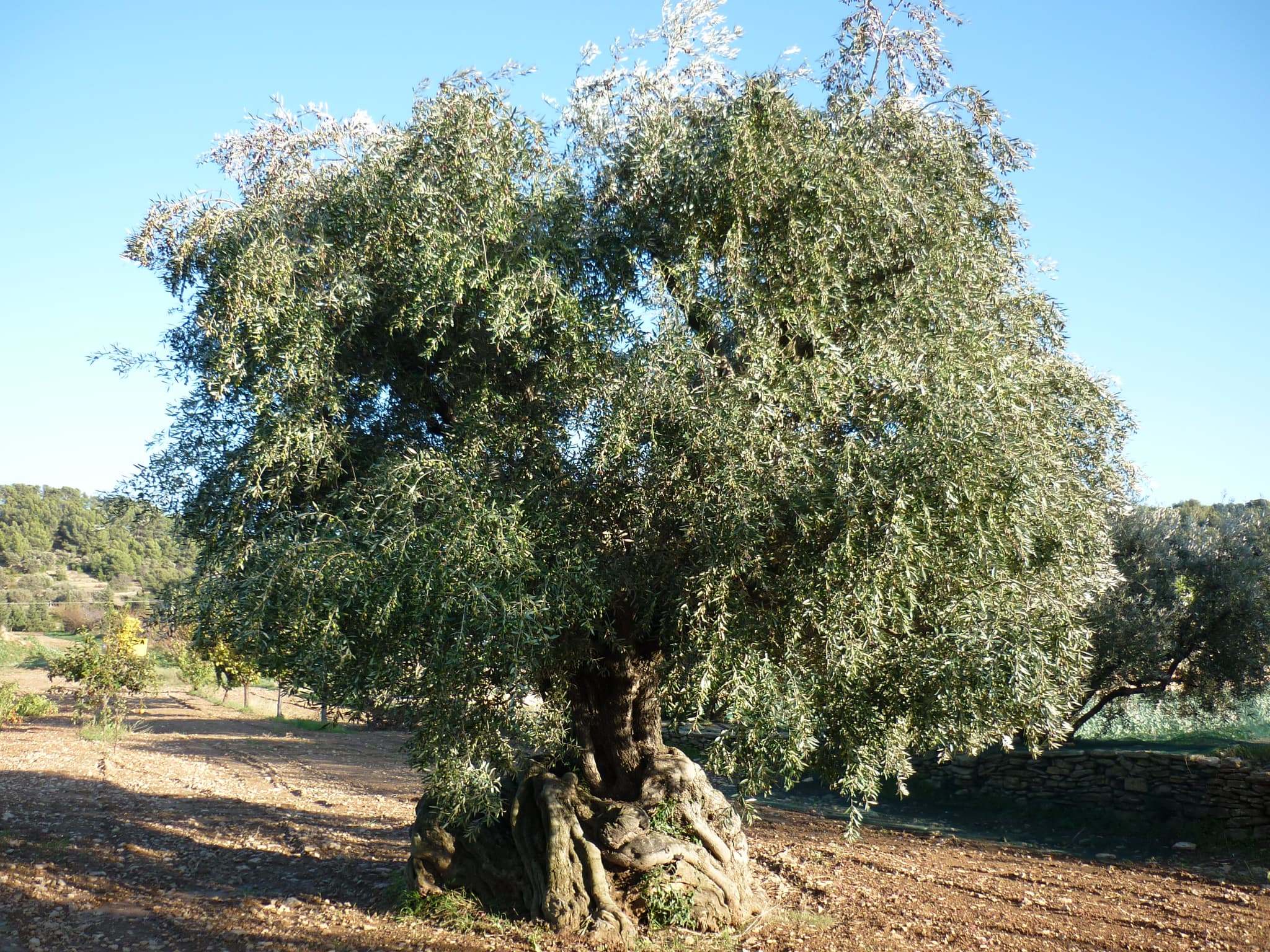 Domaine de L'Olivade