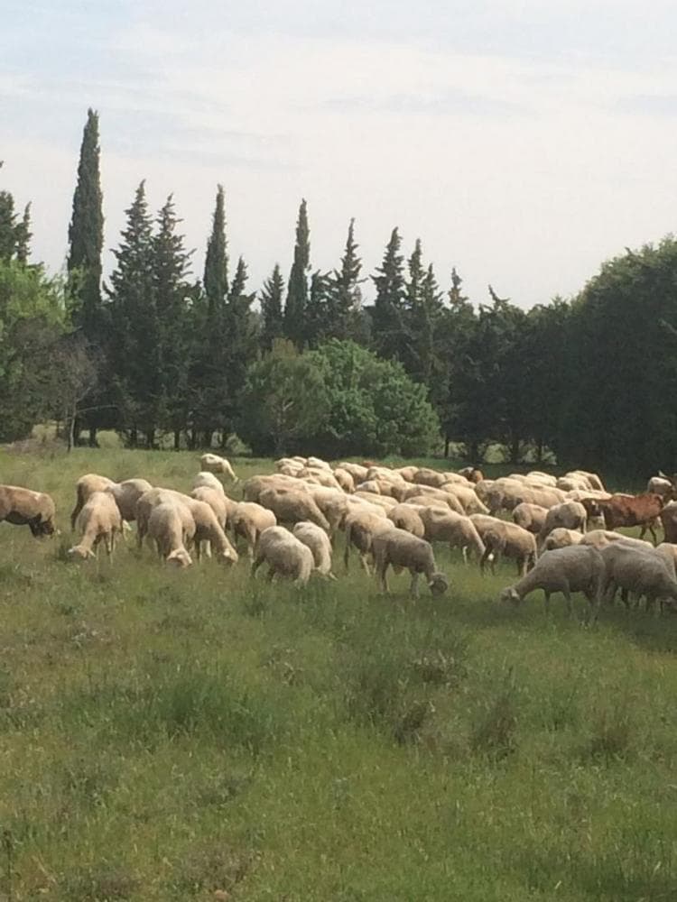Le Cèdre