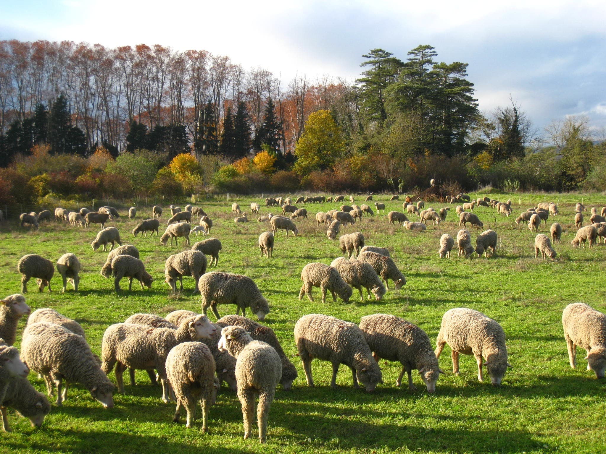 Agneau bio de Chrislaine Alazard