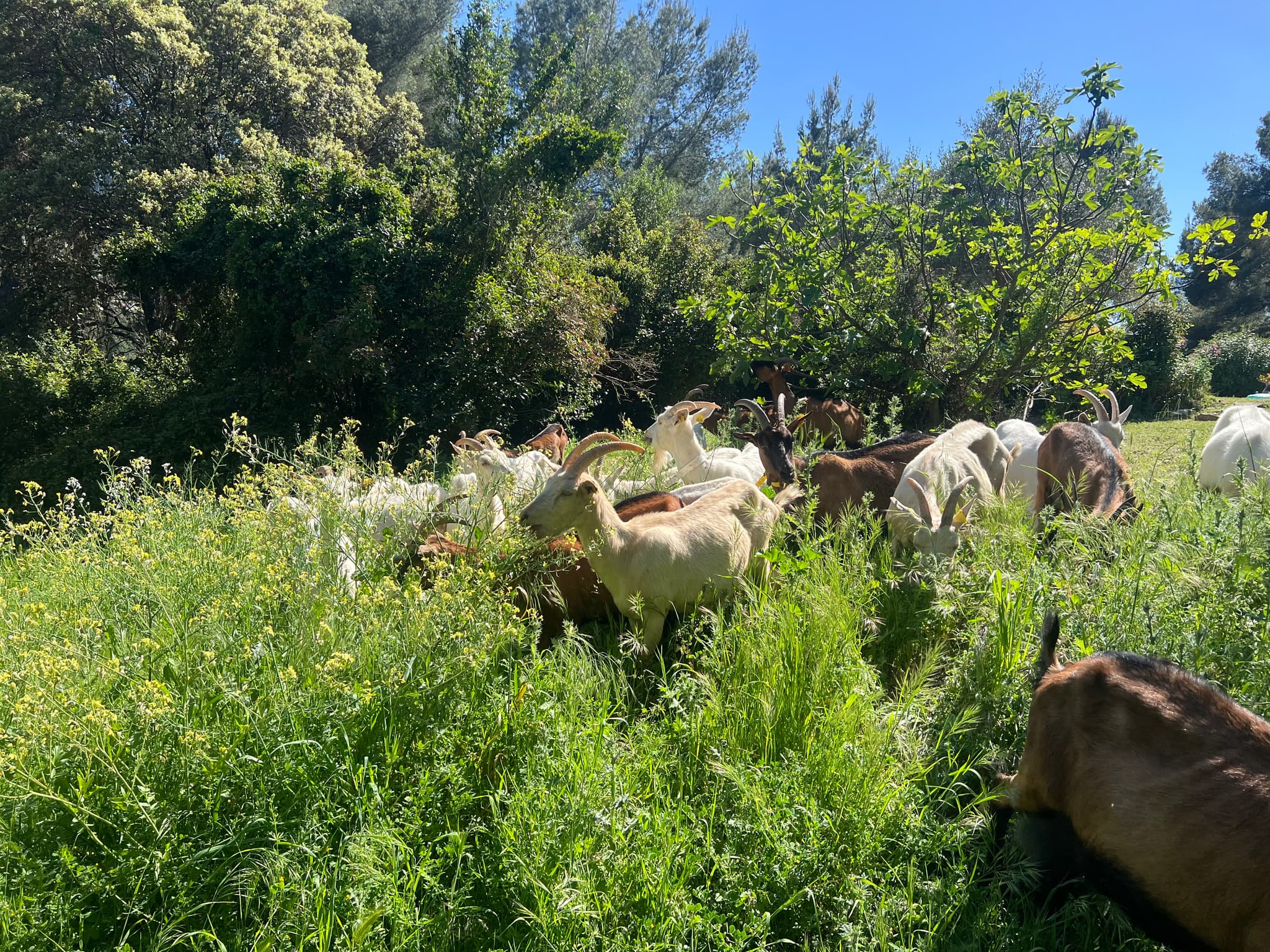 Fan de Chèvre_Cassis