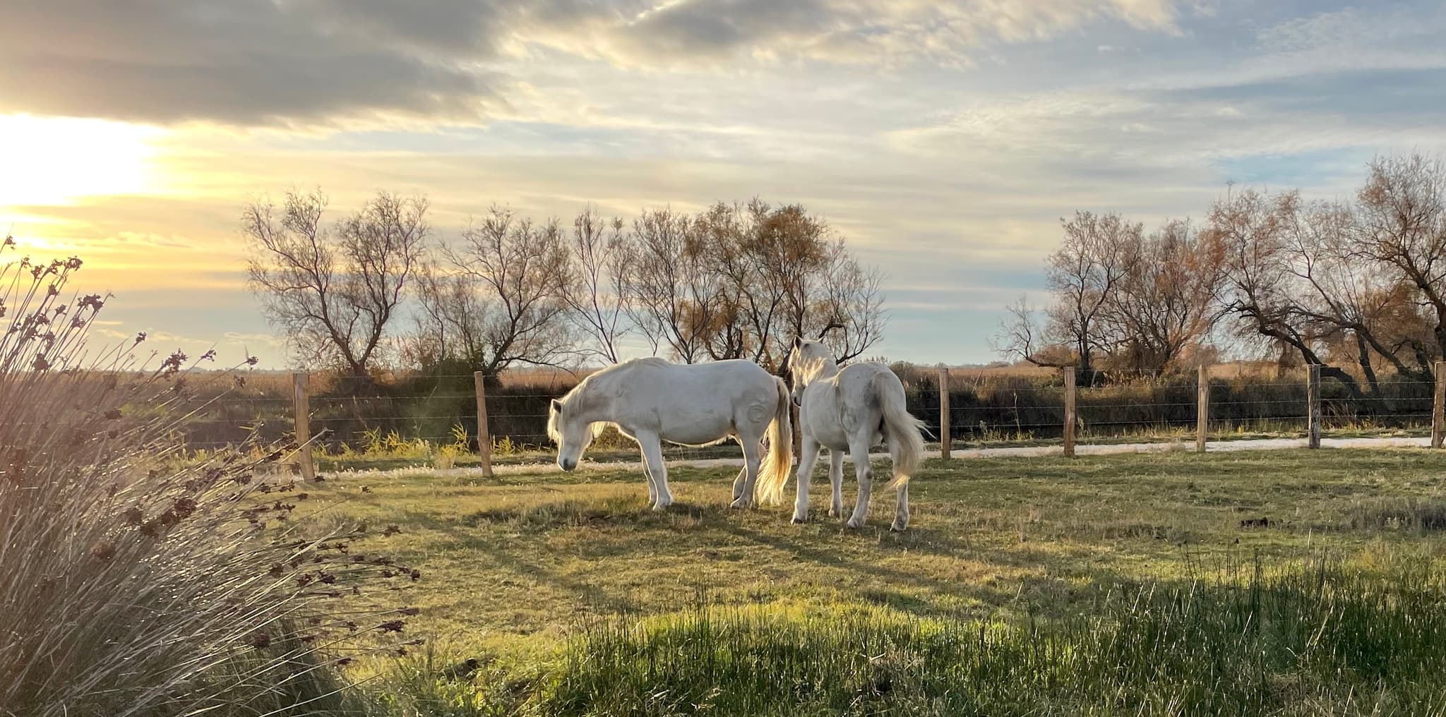 chevaux
