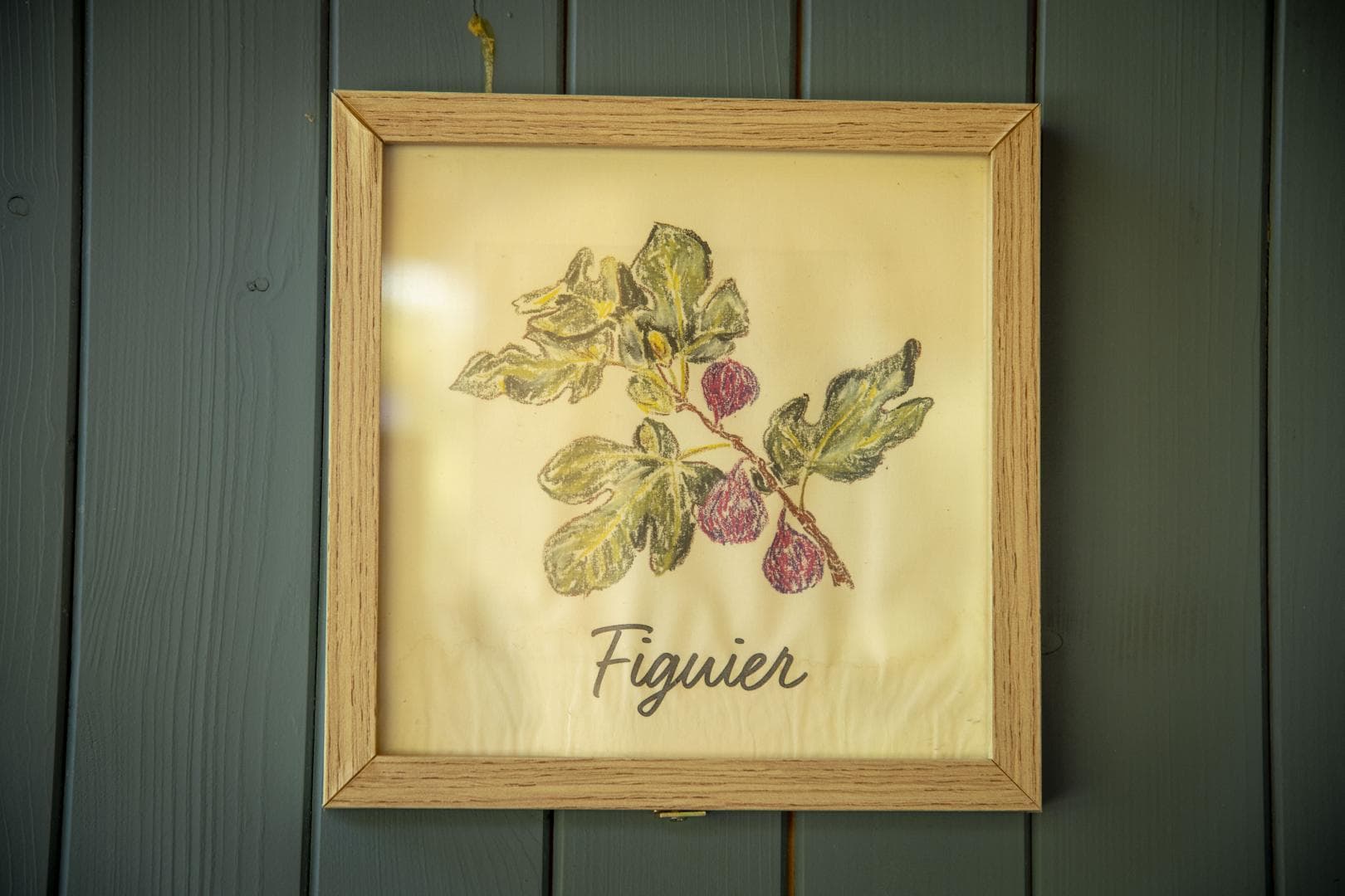 Figuier