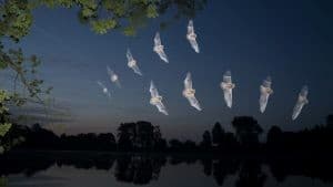 Nuit de la chauve-souris_Saintes-Maries-de-la-Mer