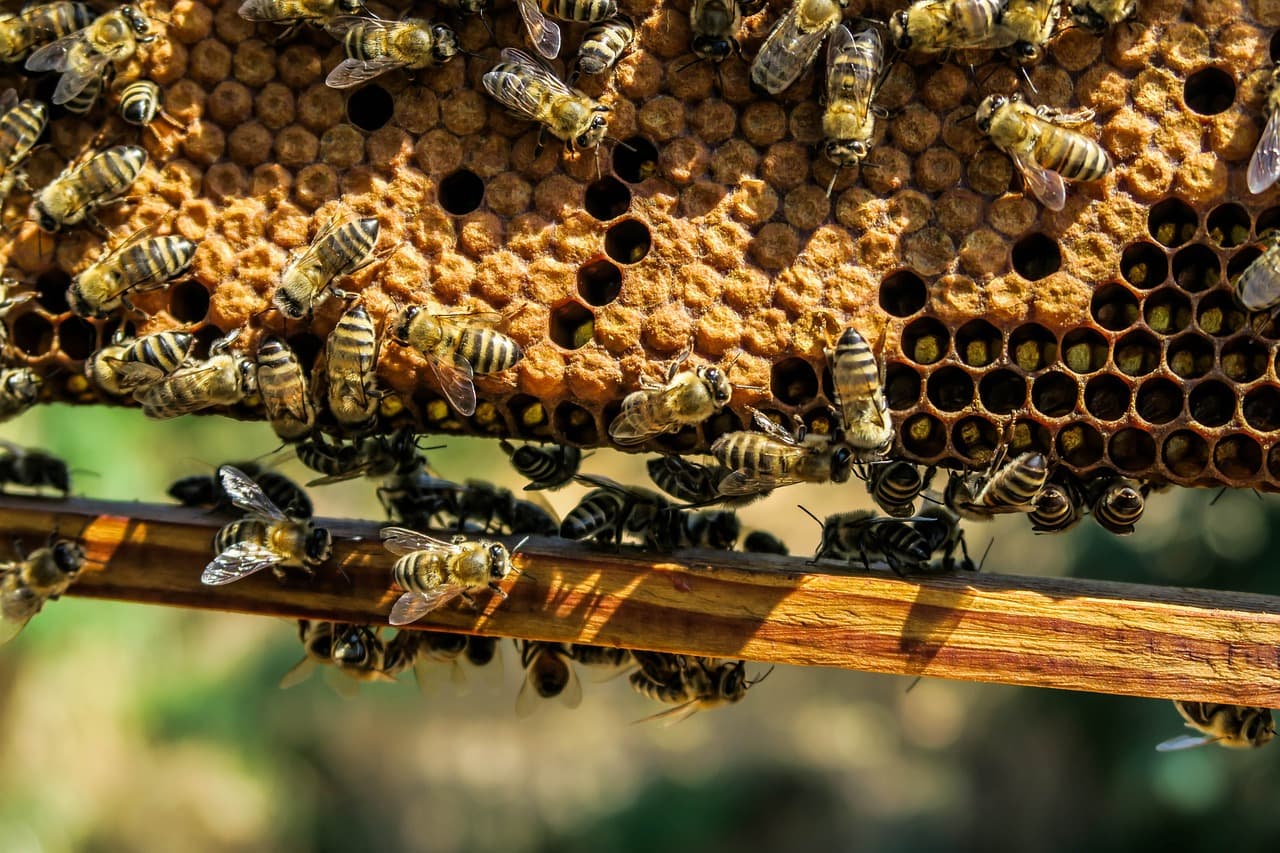 GAEC Honey wood