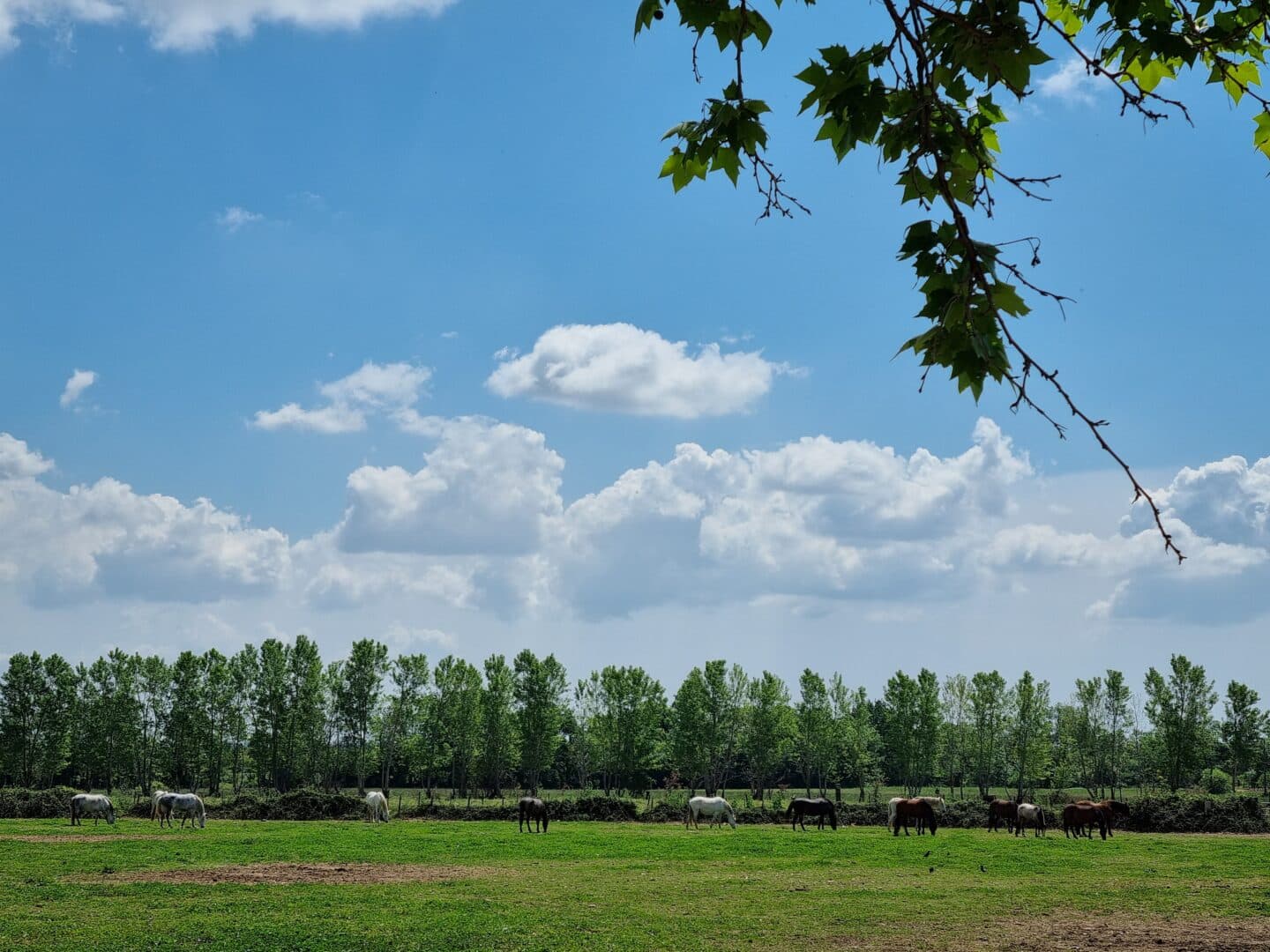 Domaine La Tapie de Bouchet_Arles