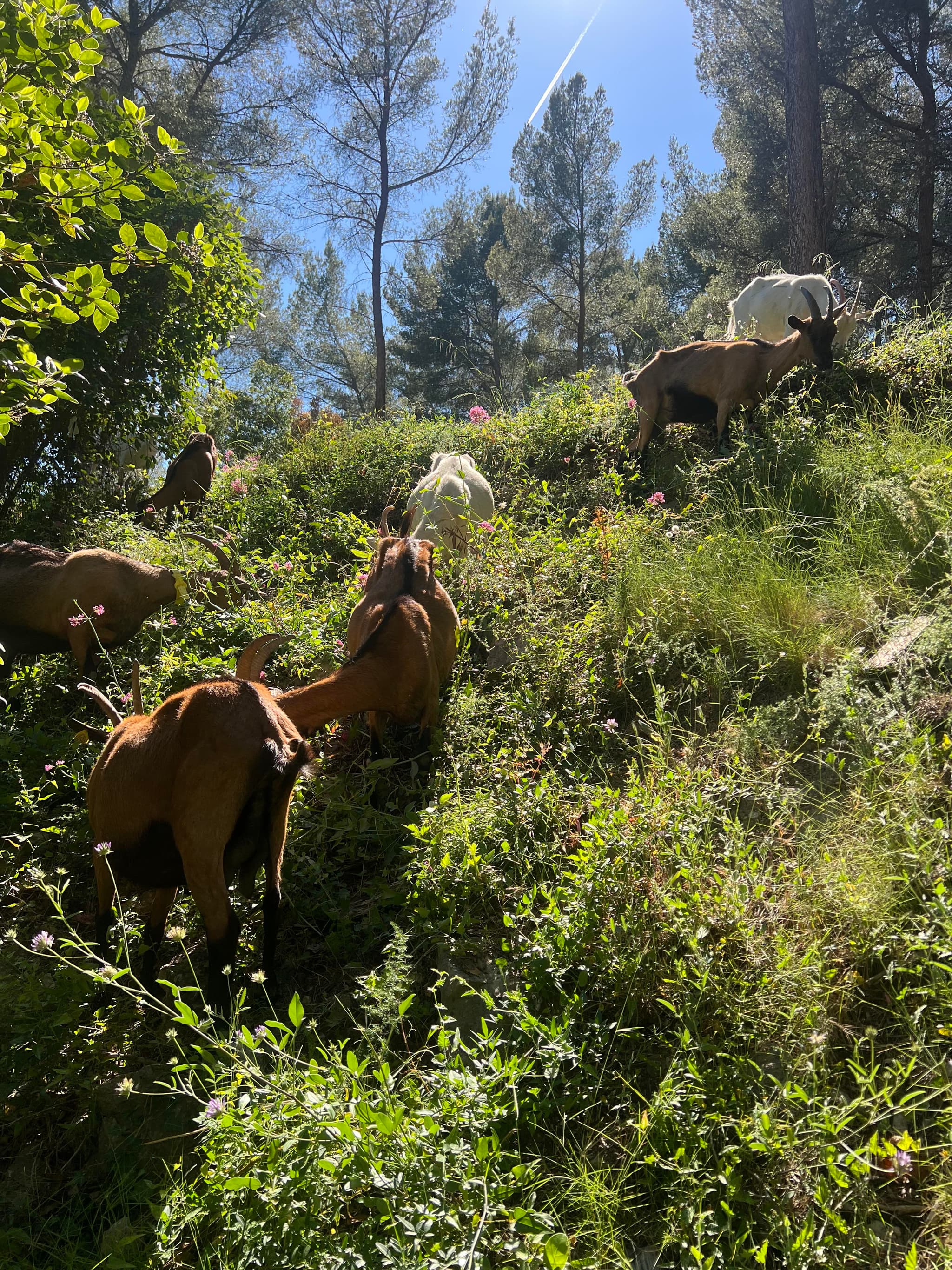 Fan de Chèvre_Cassis