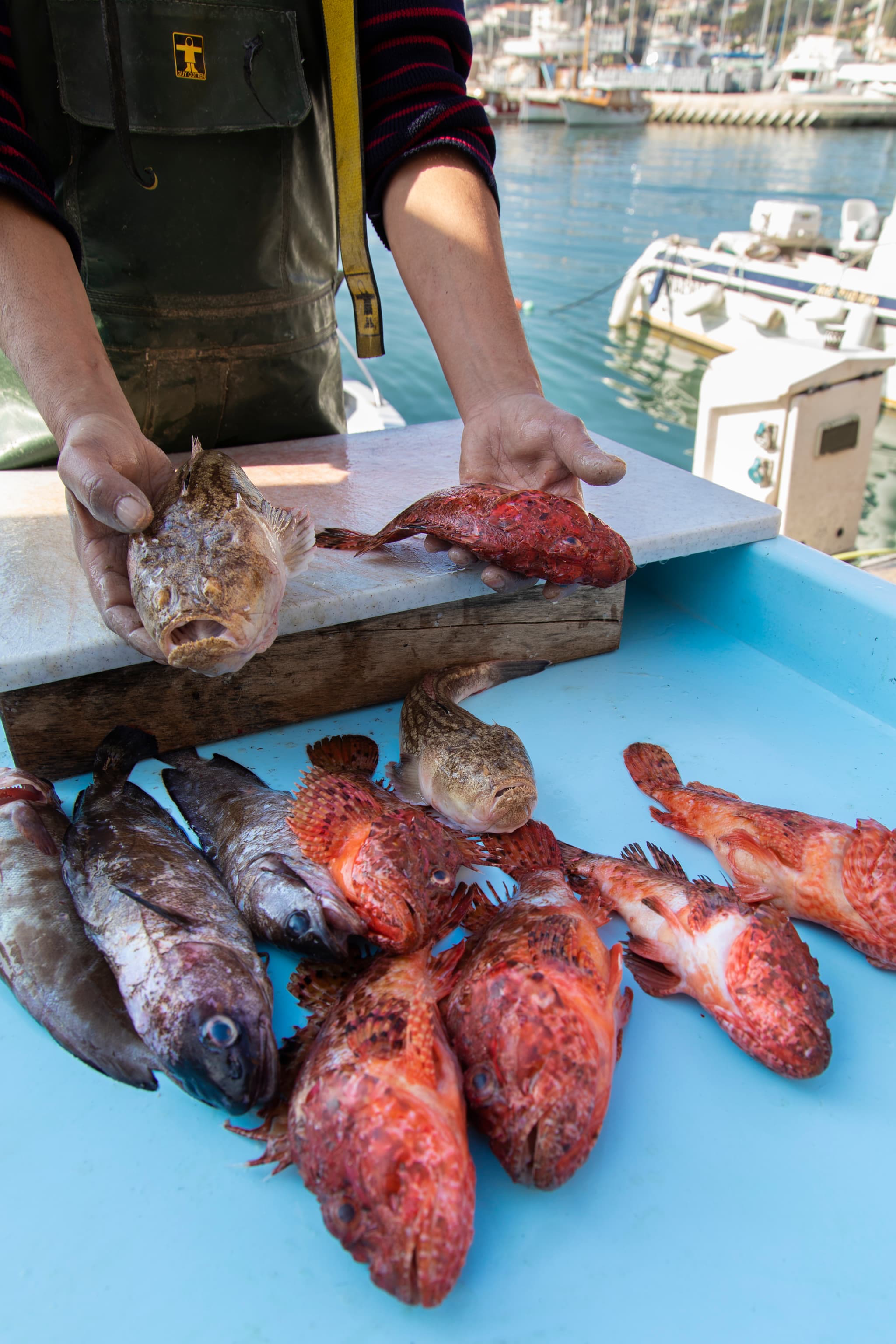 Etal de poissons port de Cassis