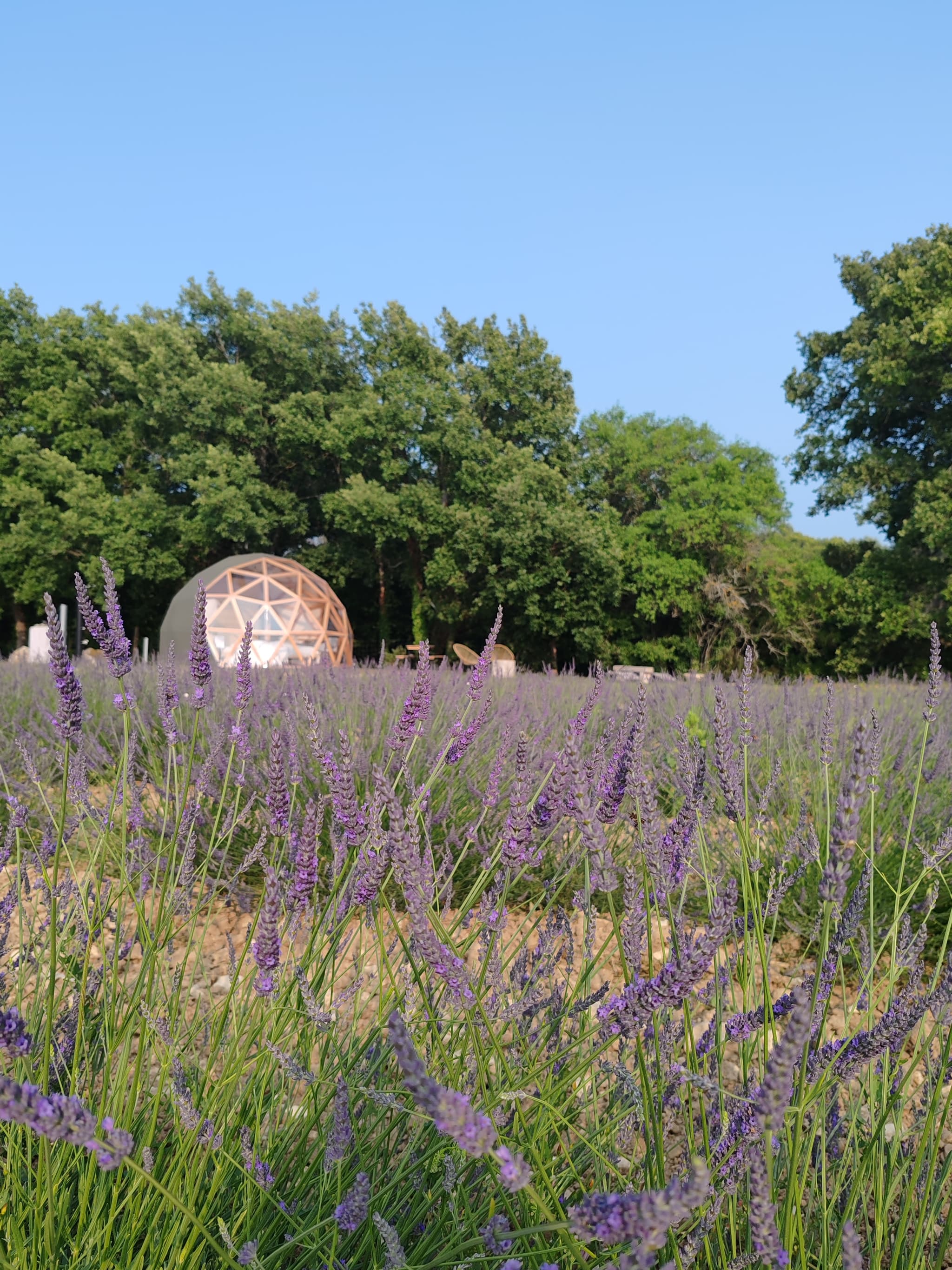 La bulle du Lavandin