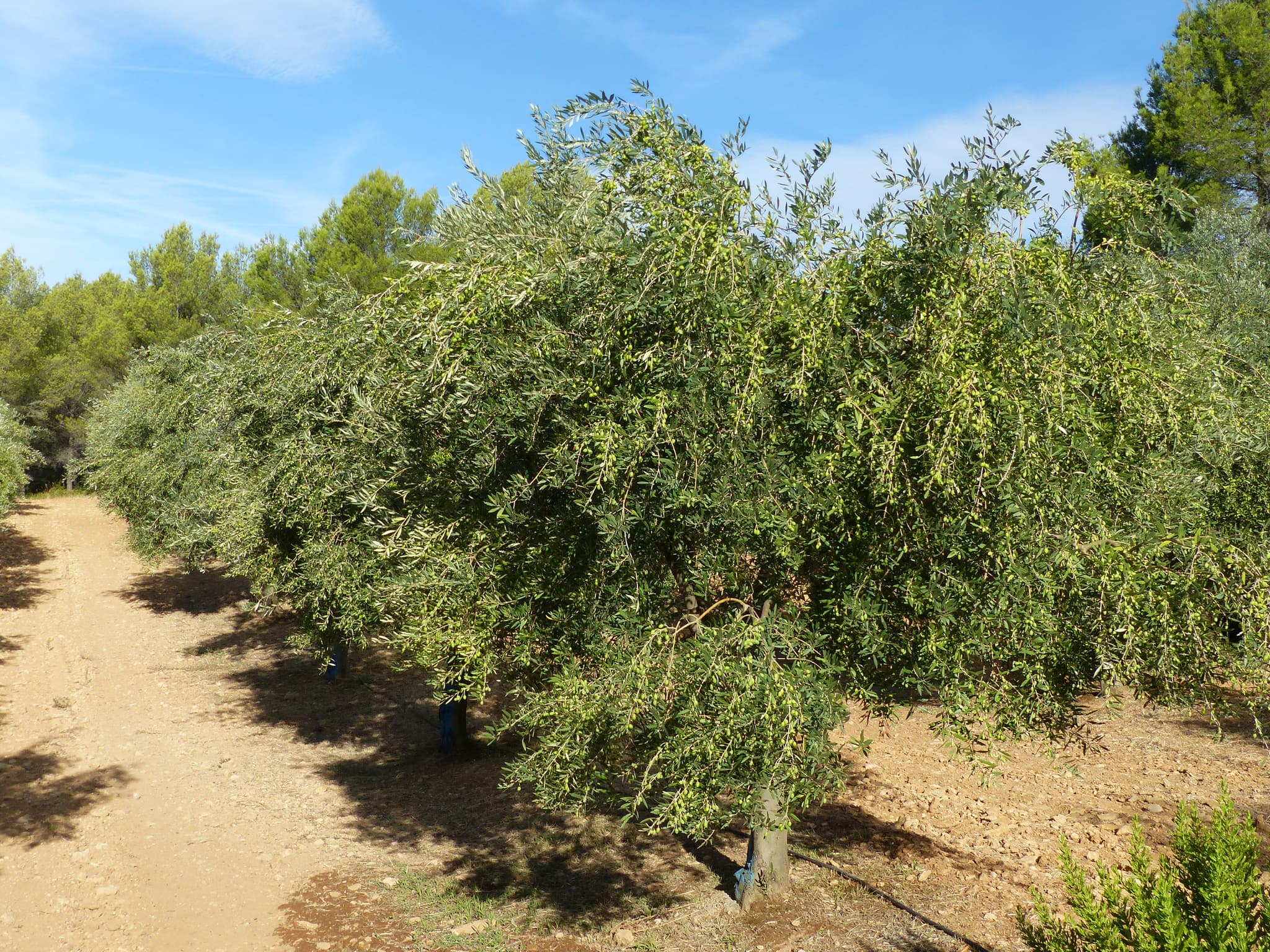 Domaine de L'Olivade